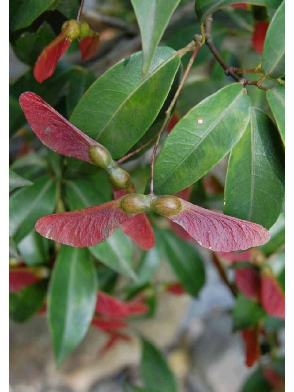 红翅槭(罗浮槭) 一,植物介绍 槭树科,槭属常绿乔木,彩叶树种,该种叶色