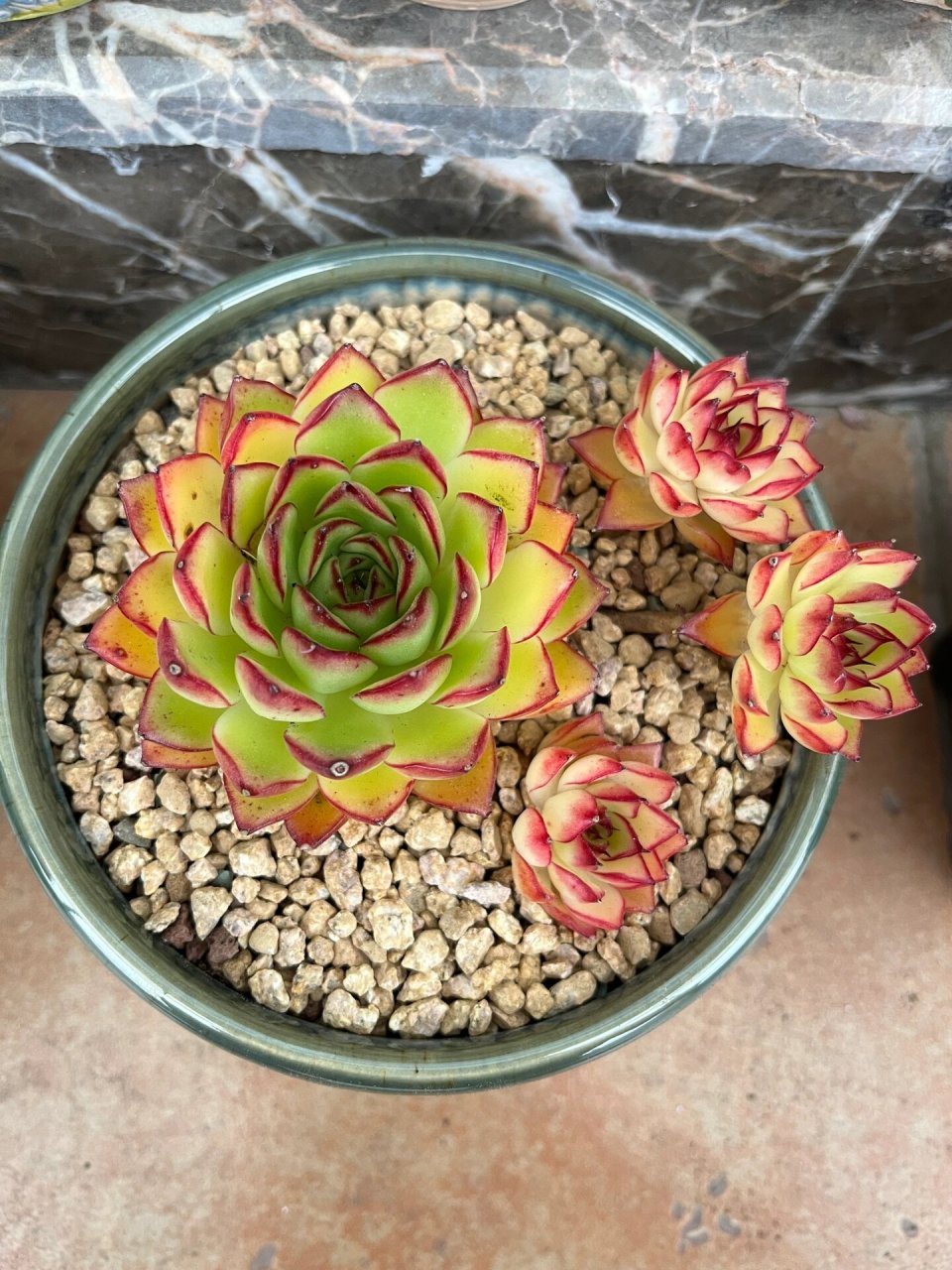 萤火虫多肉～ 对这颗有三个小飘枝的萤火虫爱不释手,跟直播间一模一样