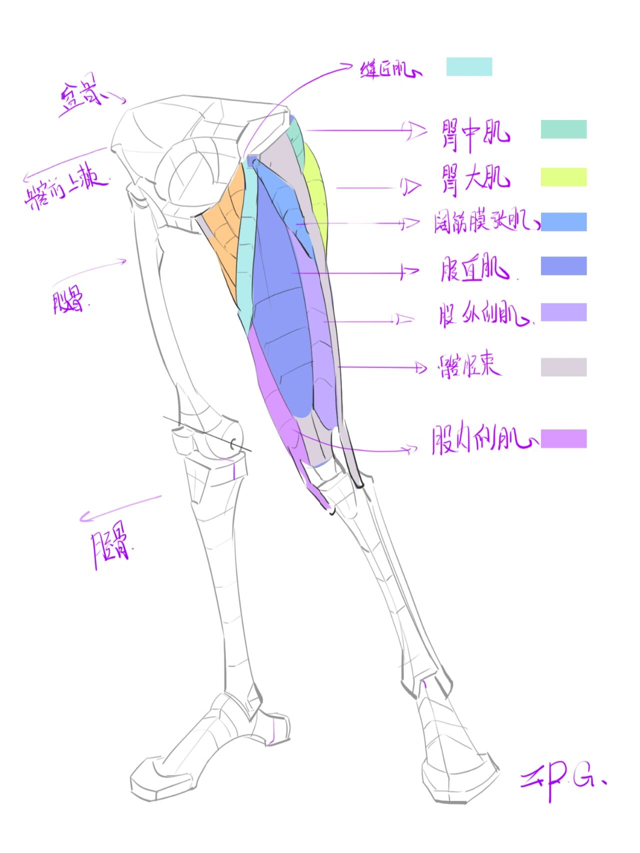 人体大腿结构解剖90/1w