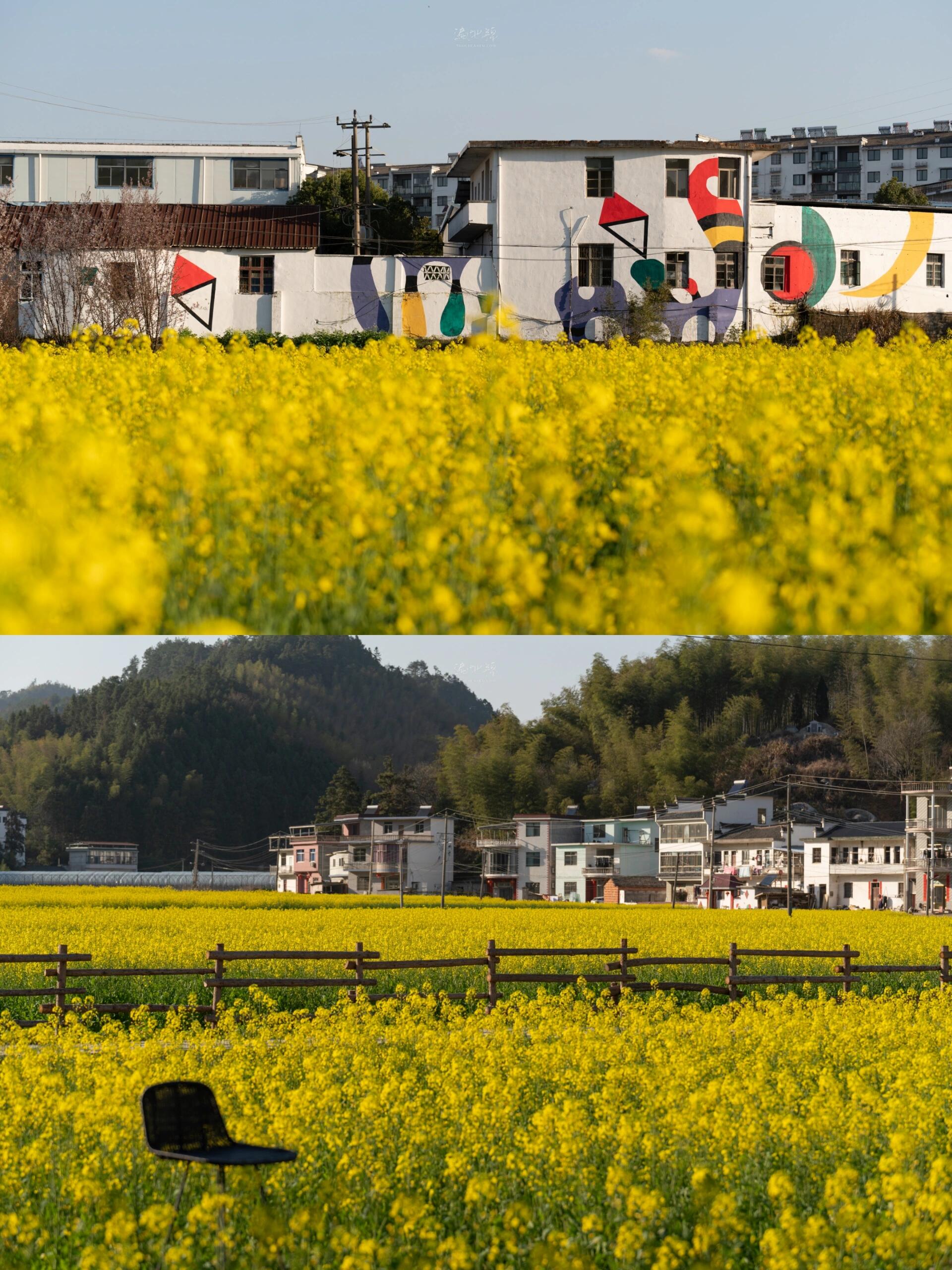 三月油菜花,避开婺源,皖南不香吗 3-15,黟县宏村的油菜花实拍,在卢村