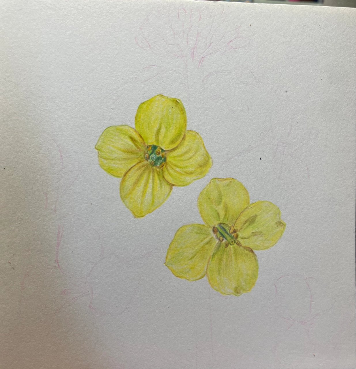 零基础彩铅|油菜花|附过程 又到了油菜花盛开的季节