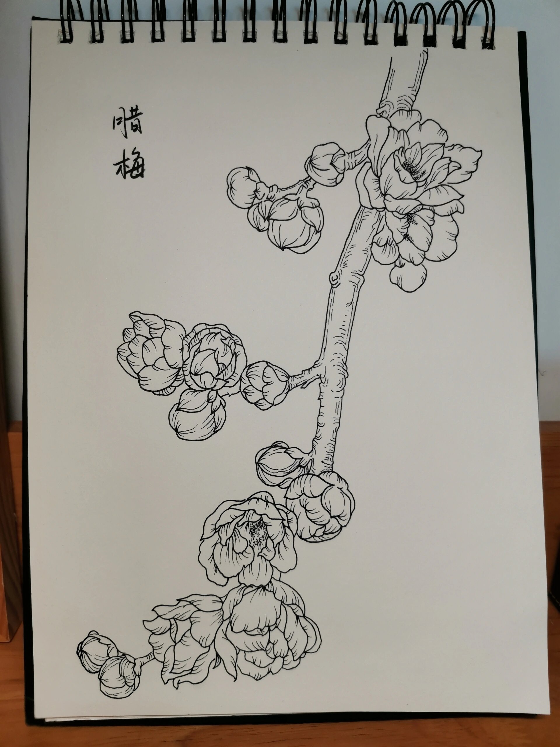 零基础学画画166腊梅