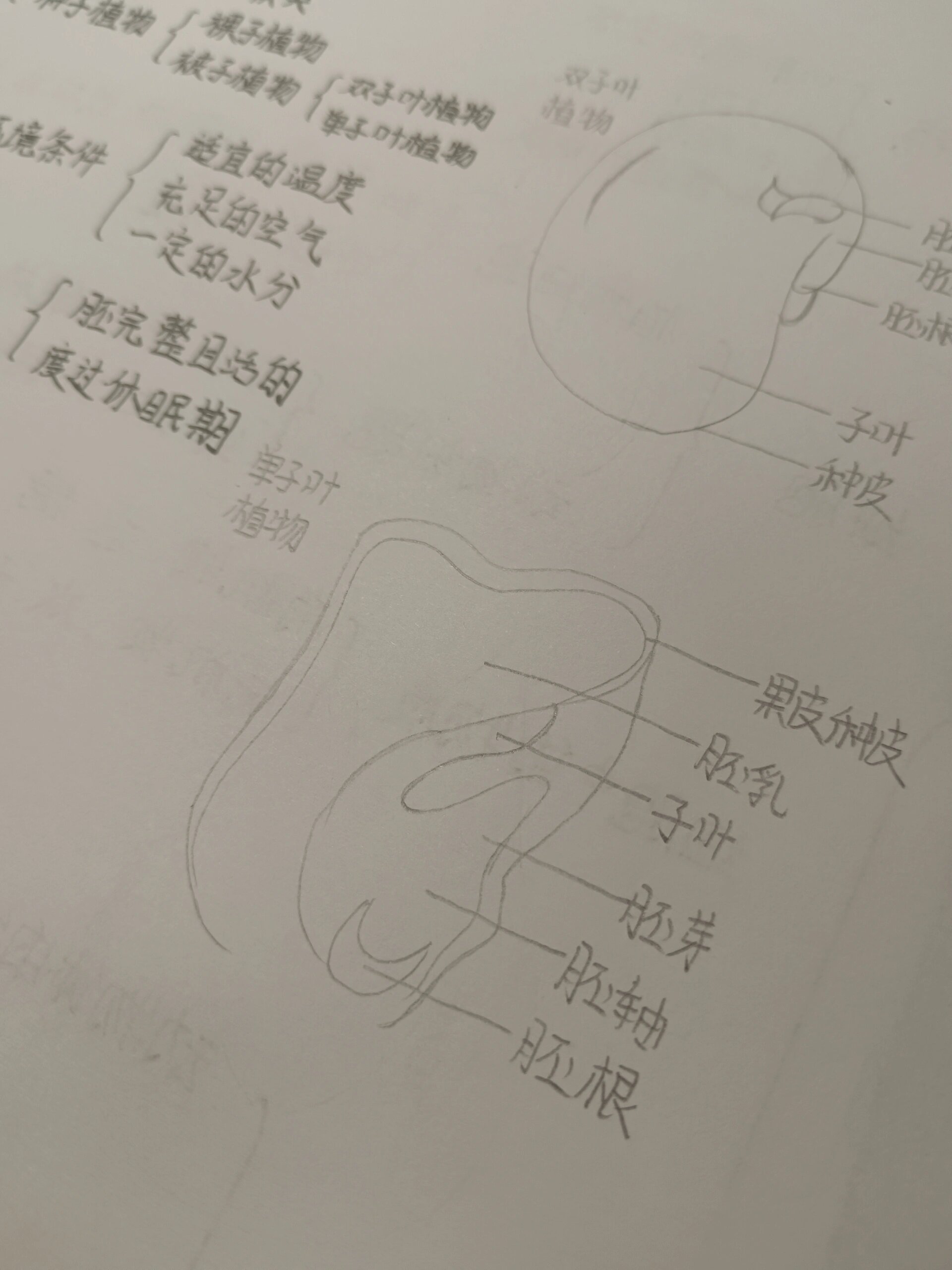 种子结构思维导图图片