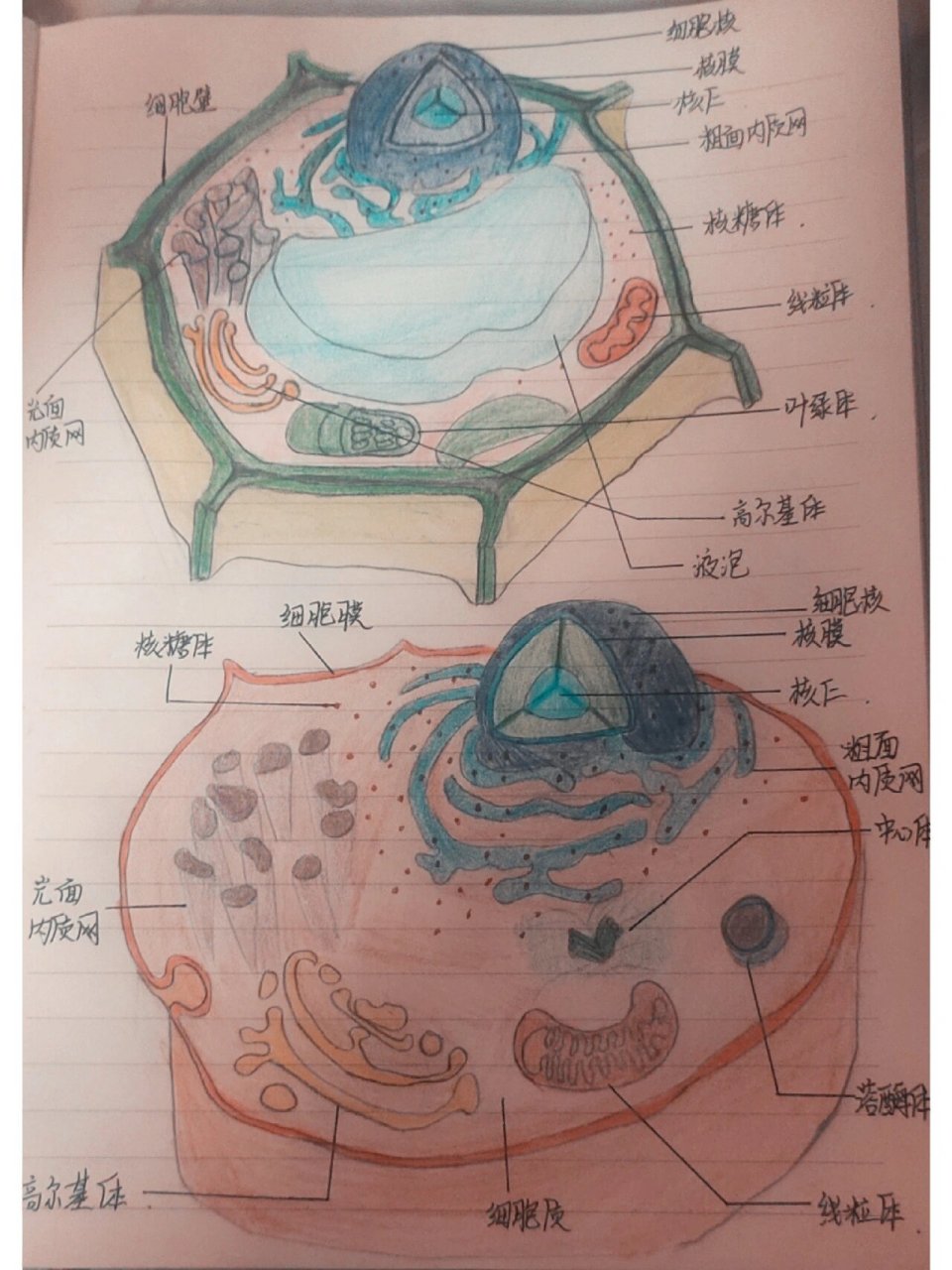 高一生物植物细胞与动物细胞的画图 画的有点丑,大家不要介意哈
