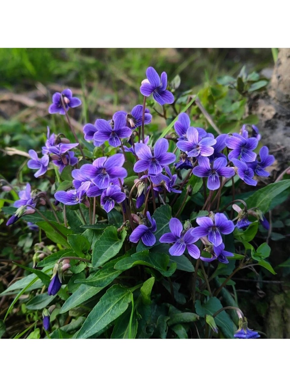 路边的野花——紫花地丁 它是路边常见的小紫花花,大家在路边一定见过