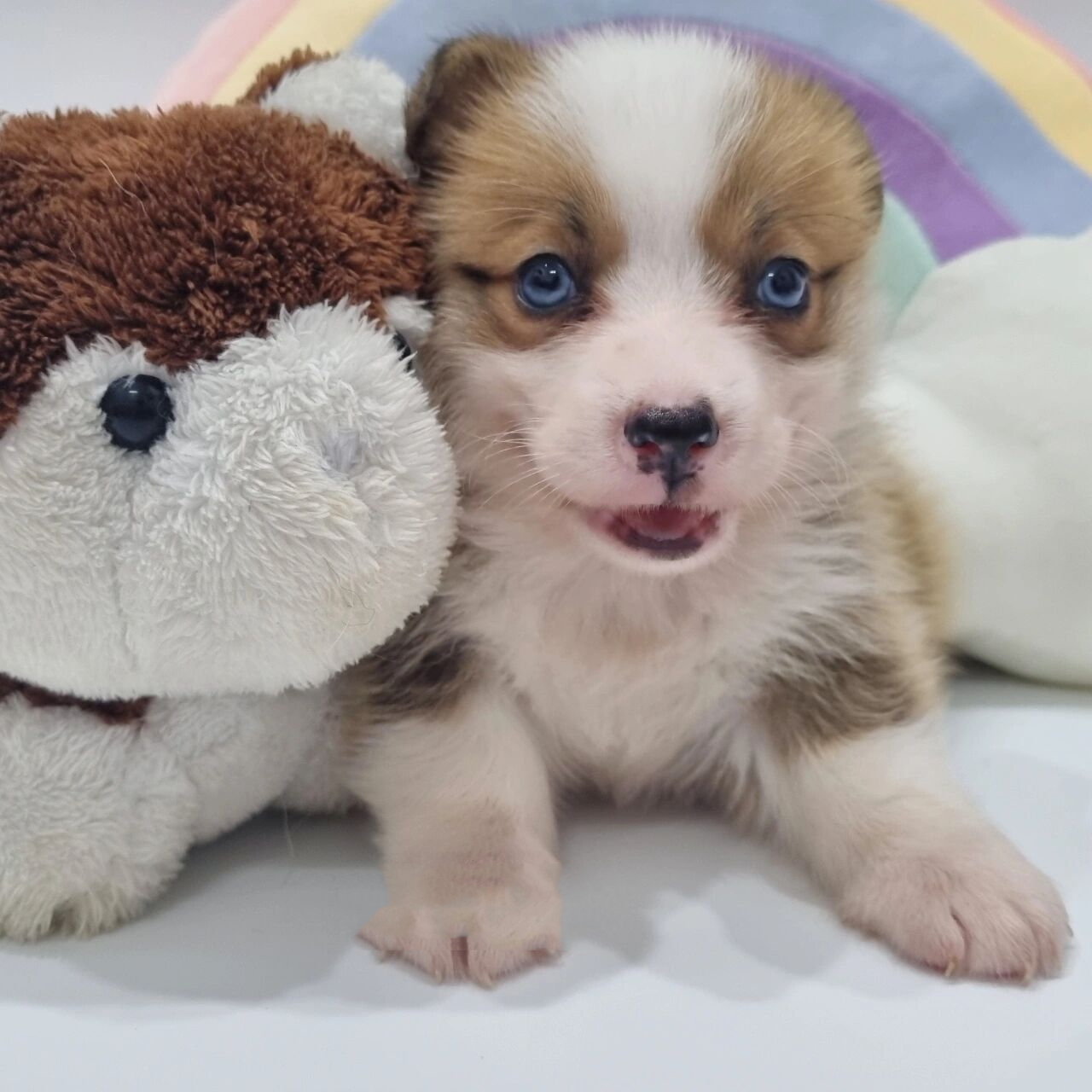 快看蓝眼柯基小时候的照片99 是不是很可爱又有一种酷酷的感觉90