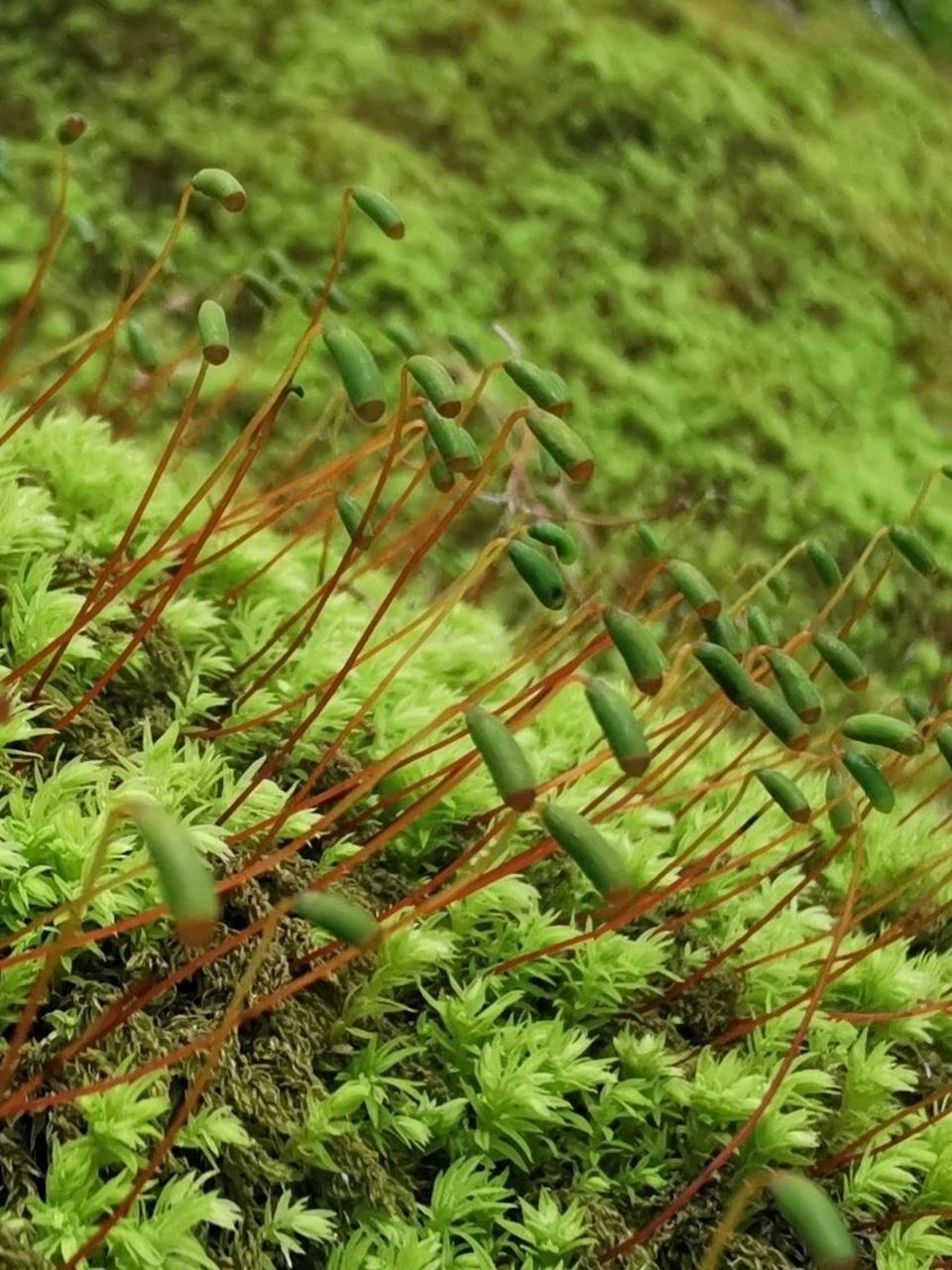 苔藓品种大全图片