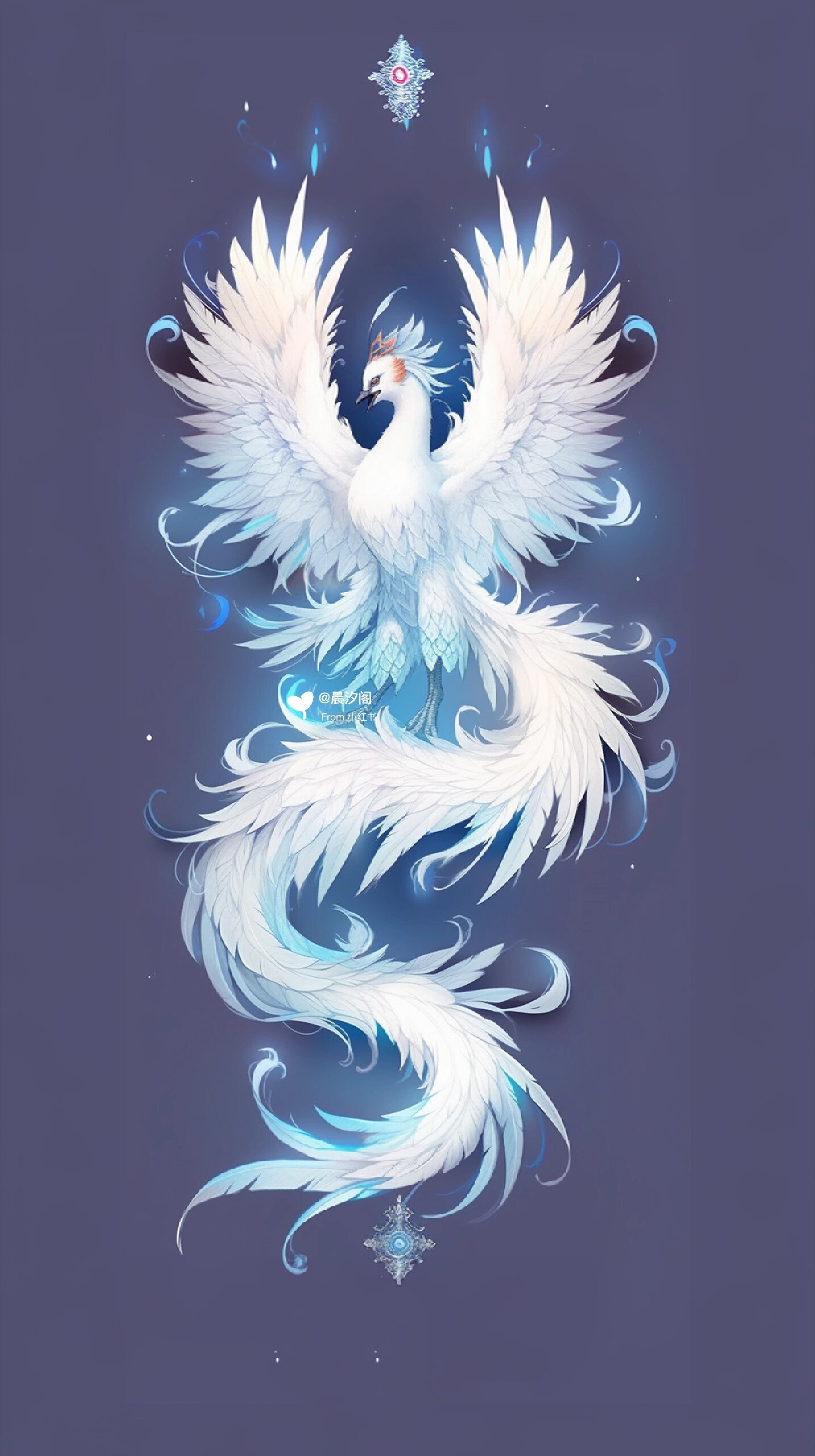 遇见白凤凰,三生有幸,富贵吉祥