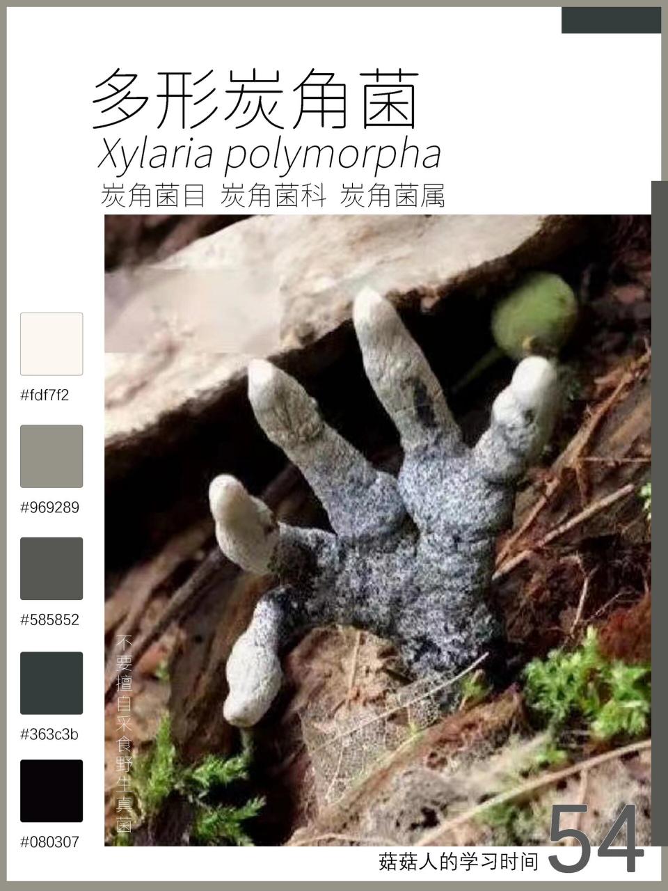 炭角菌目 科:炭角菌科 属:炭角菌属 	 🧟是否可食用: · 记载可药用