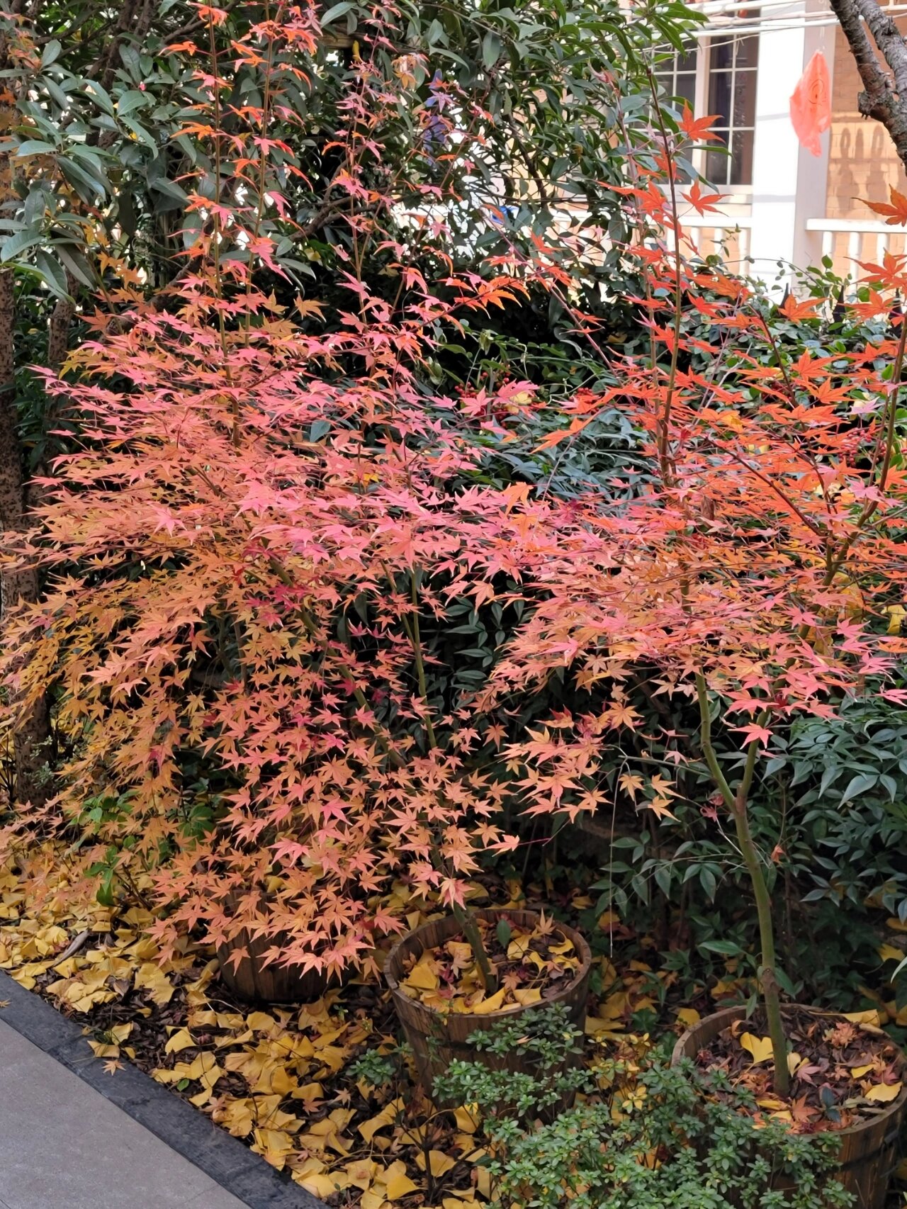 国产枫"金陵黄枫"