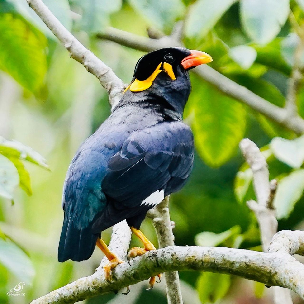 新加坡观鸟——鹩哥 这期介绍一下知名度不算低,去年新晋为国家二级