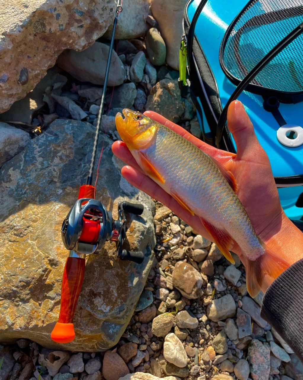 野生小鲈鱼 太阳鱼90 微物