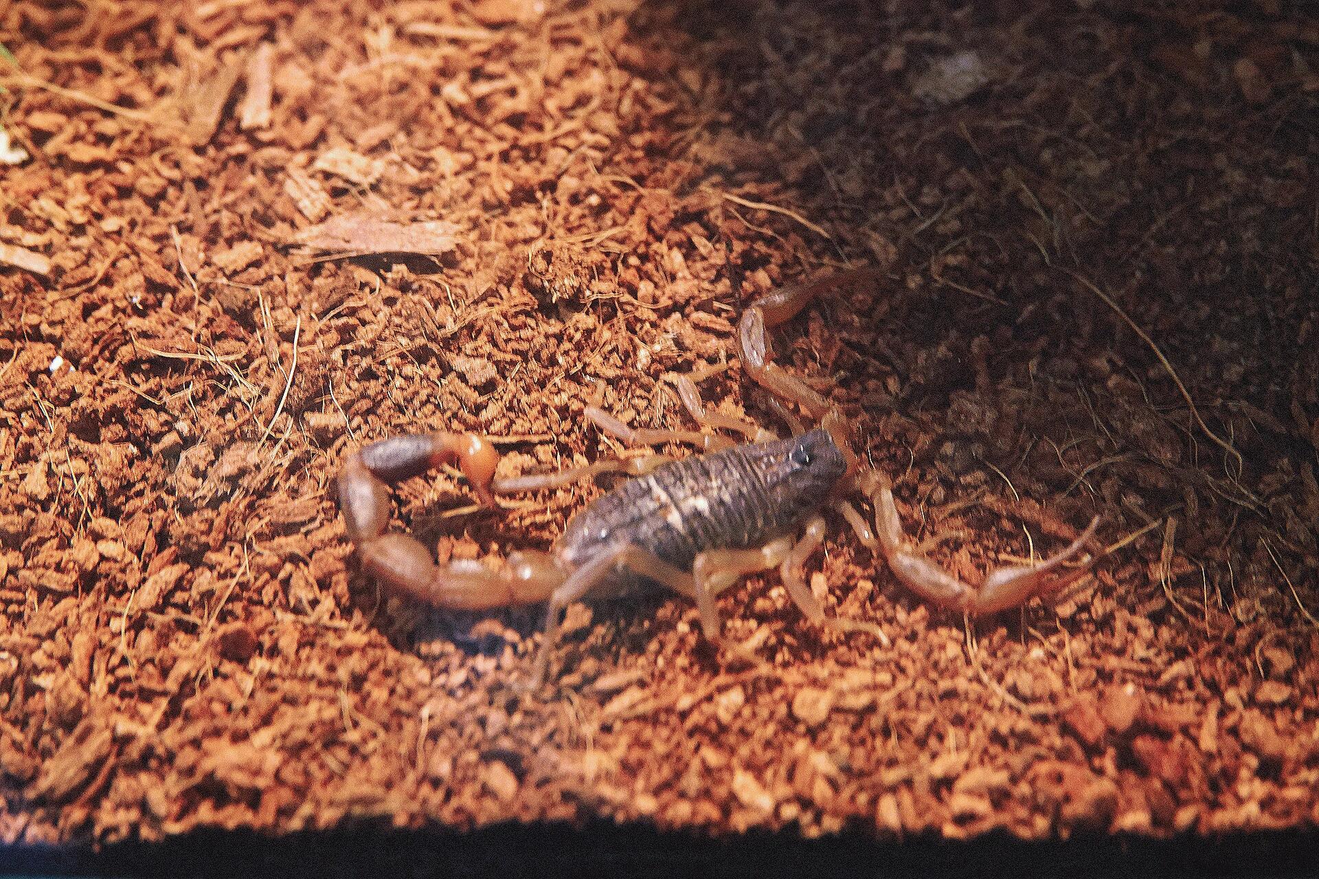 动物园展出动物名片.