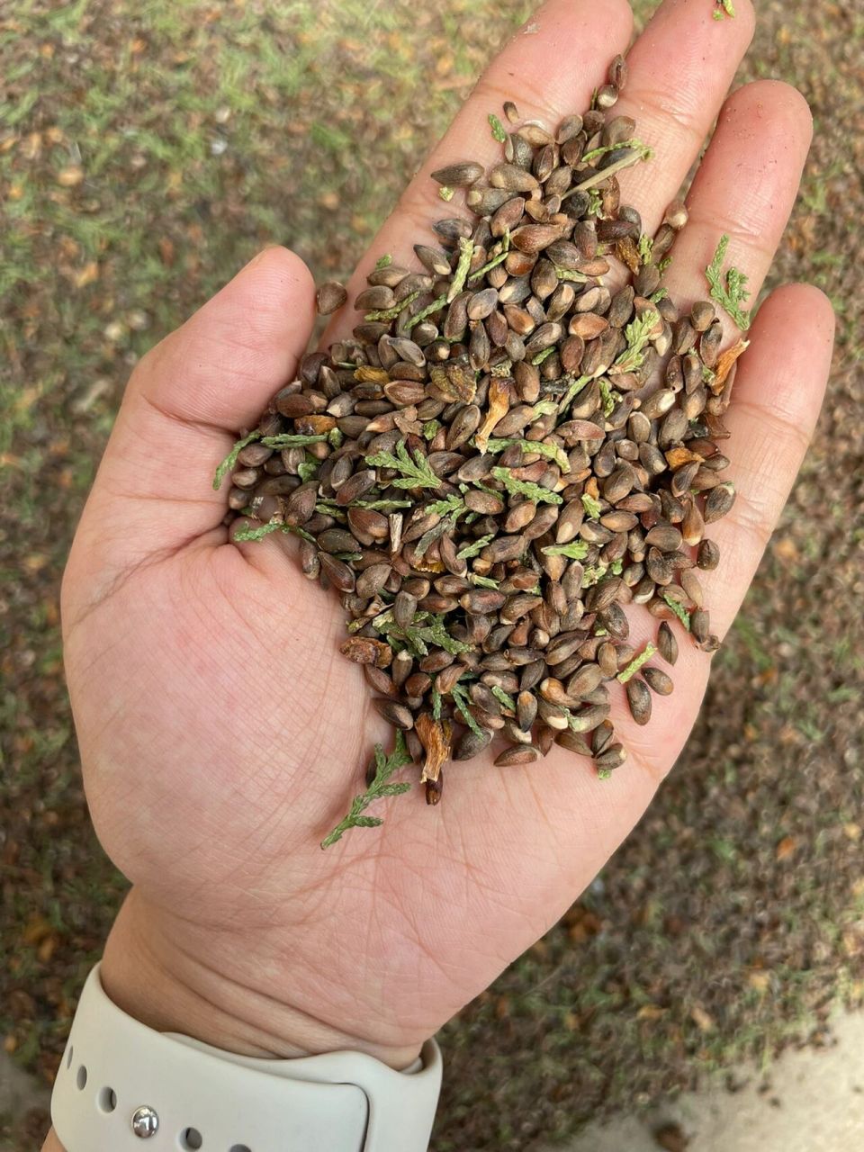 姥姥家的野生柏树籽 我百度了一下可以做枕头 助眠安神 提高免疫力!