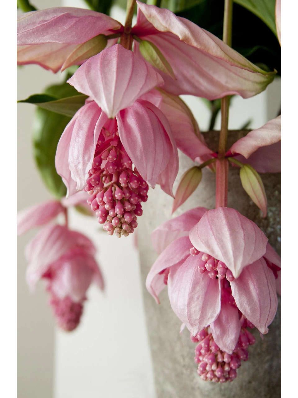 花中女神——宝莲灯 最美"花王"宝莲灯,优雅的贵妇94哪一款室内盆栽