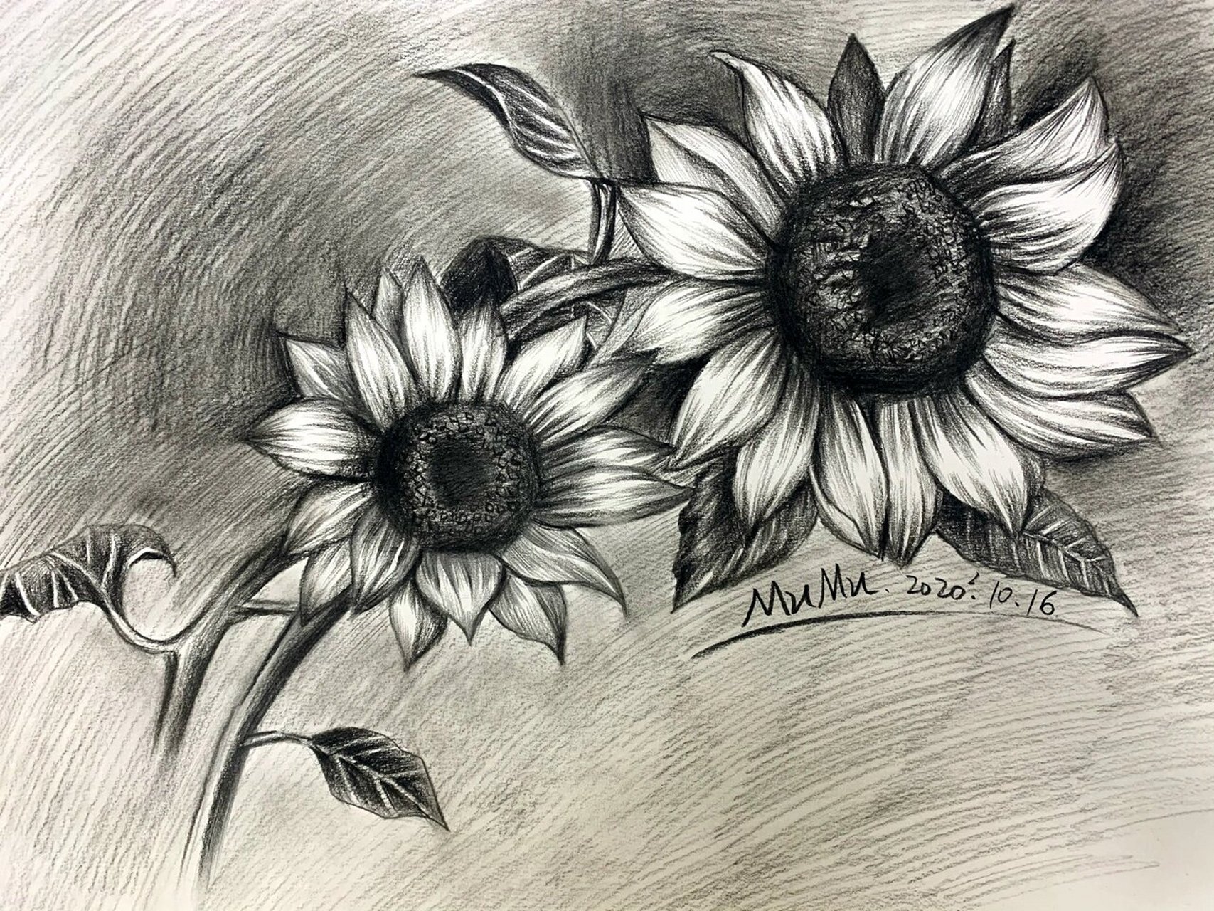 向日葵素描