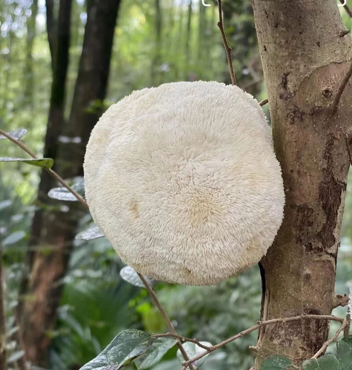 猴头菇——养胃人的宝藏食材 猴头菇是中国传统的名贵菜肴,其子实体呈
