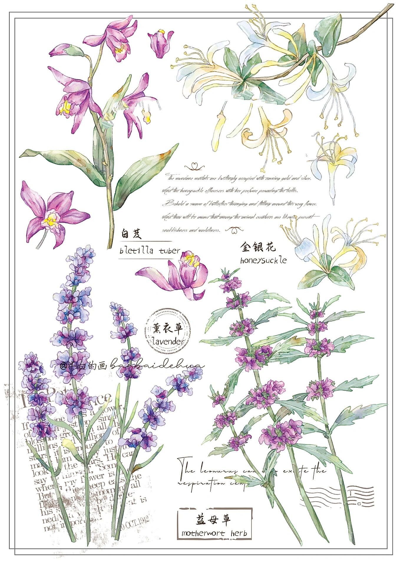 中草药插画|植物图鉴|本草纲目