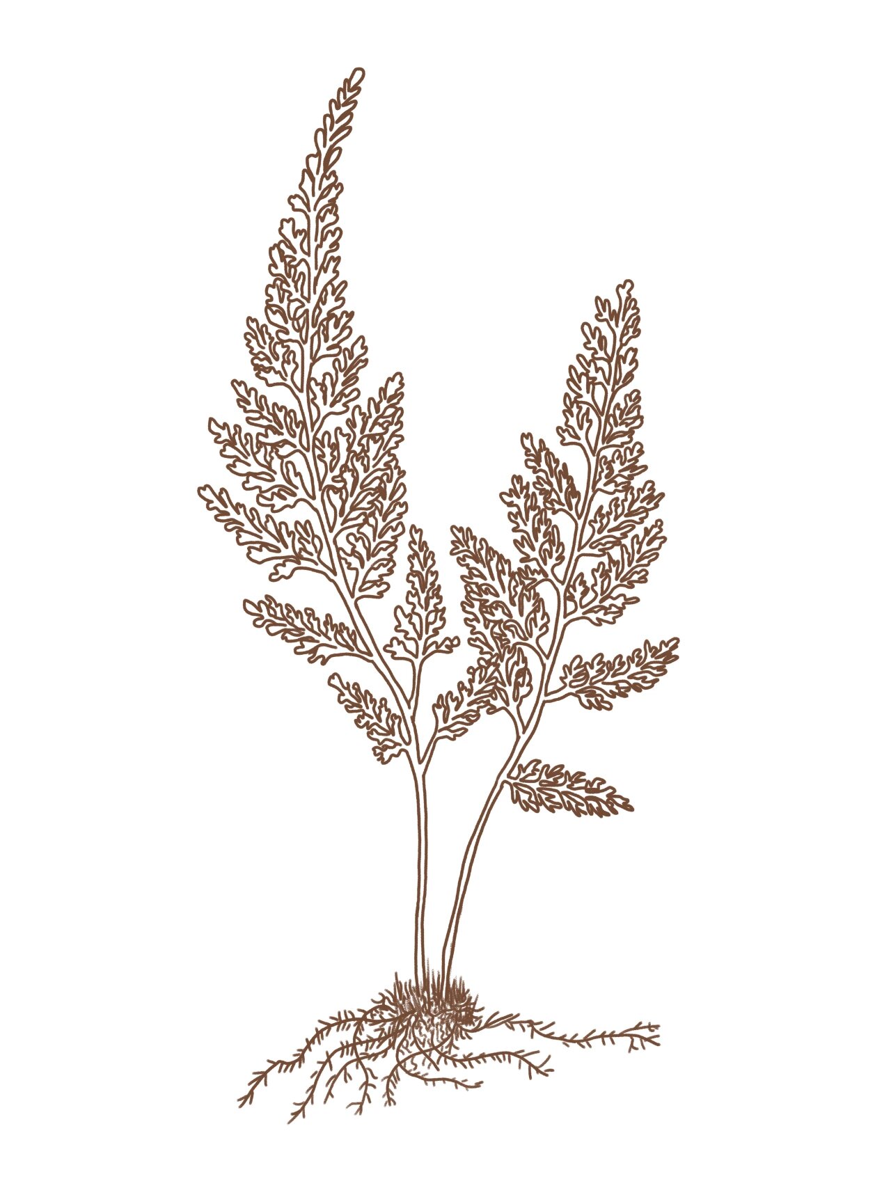金花草(乌韭) 孔雀尾中草药插画及功效研究 金花草(乌韭) 别名:石发