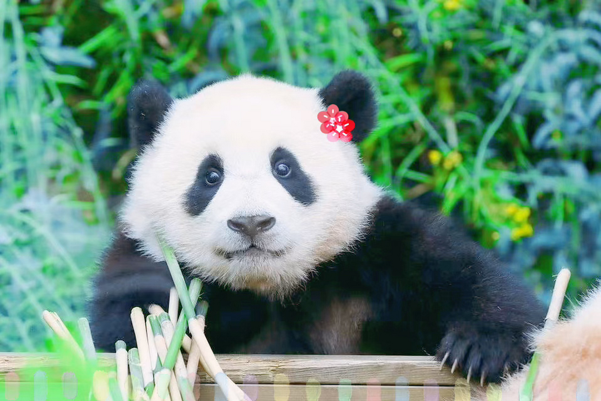 ipad壁纸|花花&福宝 p1花花p2/3福宝