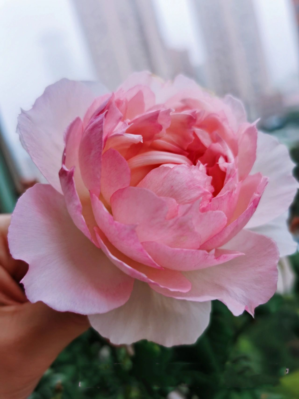 最美月季:佩尔朱克,大花浓香仙气十足 十一月的魔都阳台党上的粉伯爵