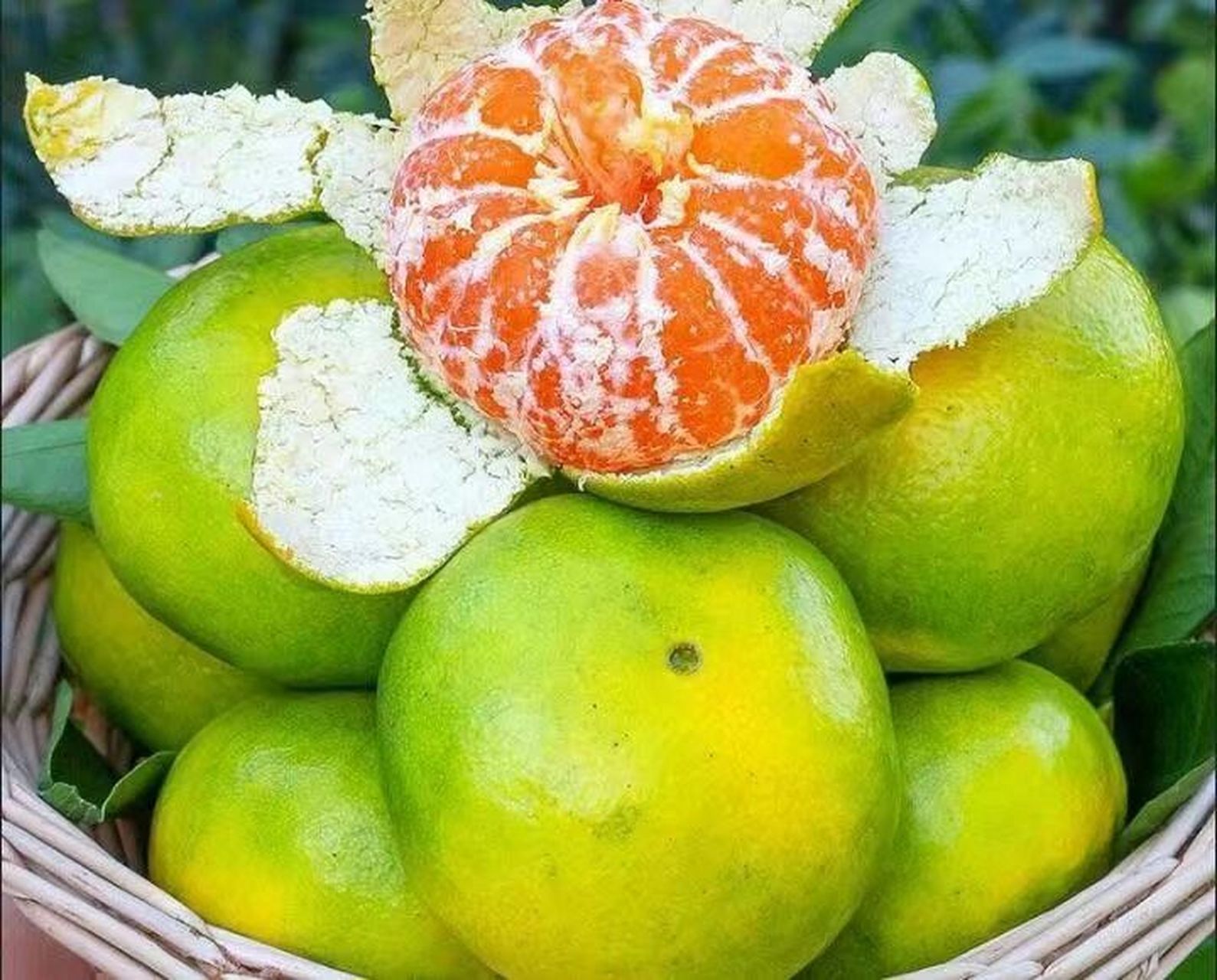 今日优选新鲜蜜桔现摘云南早熟青皮无籽桔子酸甜孕妇水果批发5斤包邮