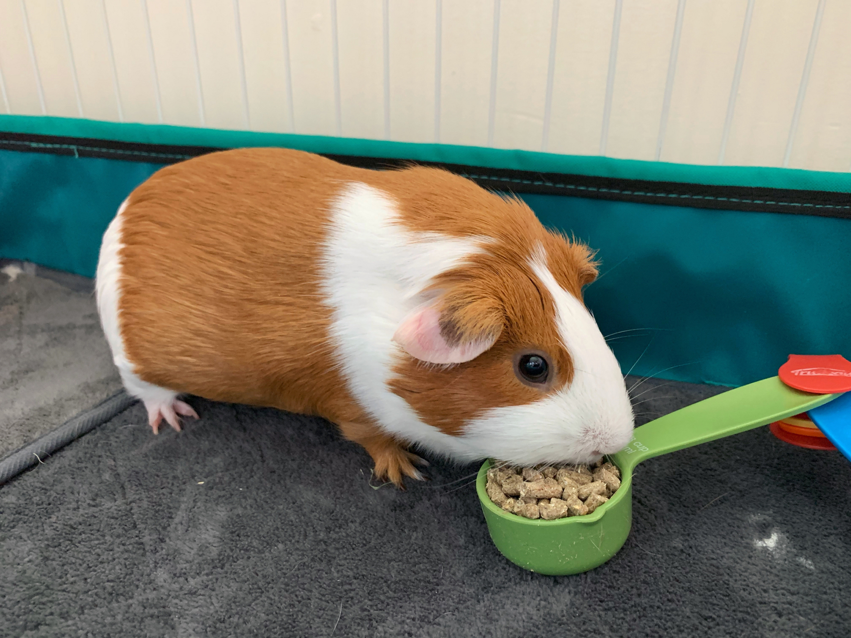 豚鼠荷兰猪喂食知多少 98豚鼠基本喂食     