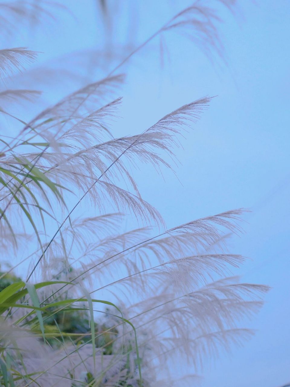 濾鏡|10秒get青梅煮雨霧藍色調,蘇打味清秋 雨後天青藍,空氣裡總會