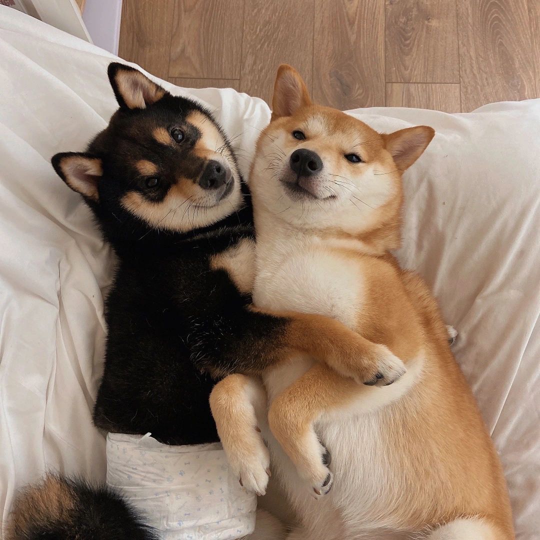 天天秀恩爱的柴犬