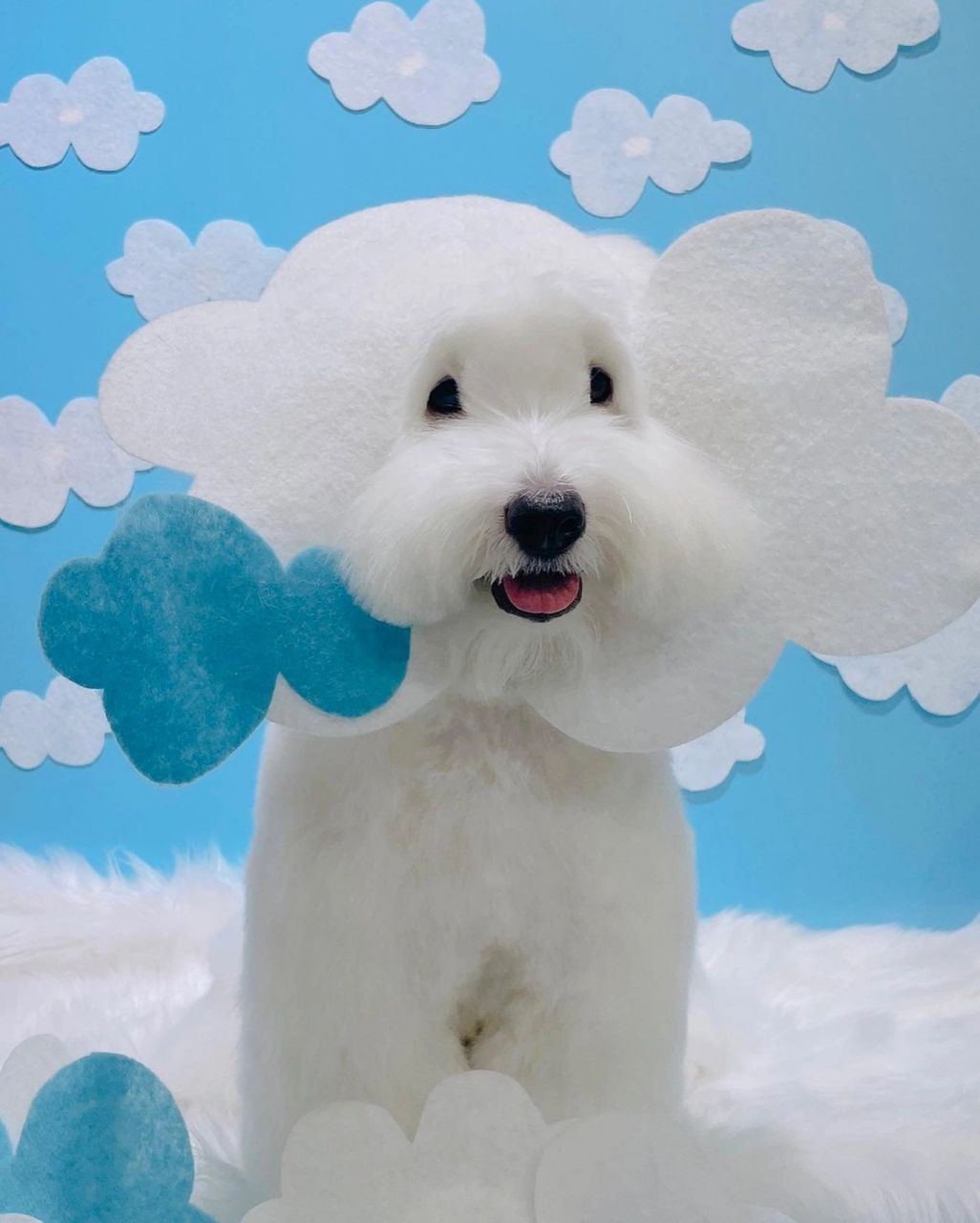 棉花面纱犬,这就是这只修勾勾的品种 我觉得这名字还挺贴合的 豆豆眼