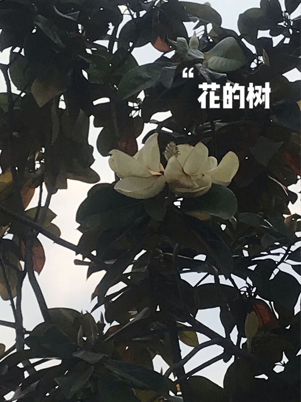 树开花 如同荷花 那么大朵 白色花花 这是我第一次见到 树开花 ,花朵