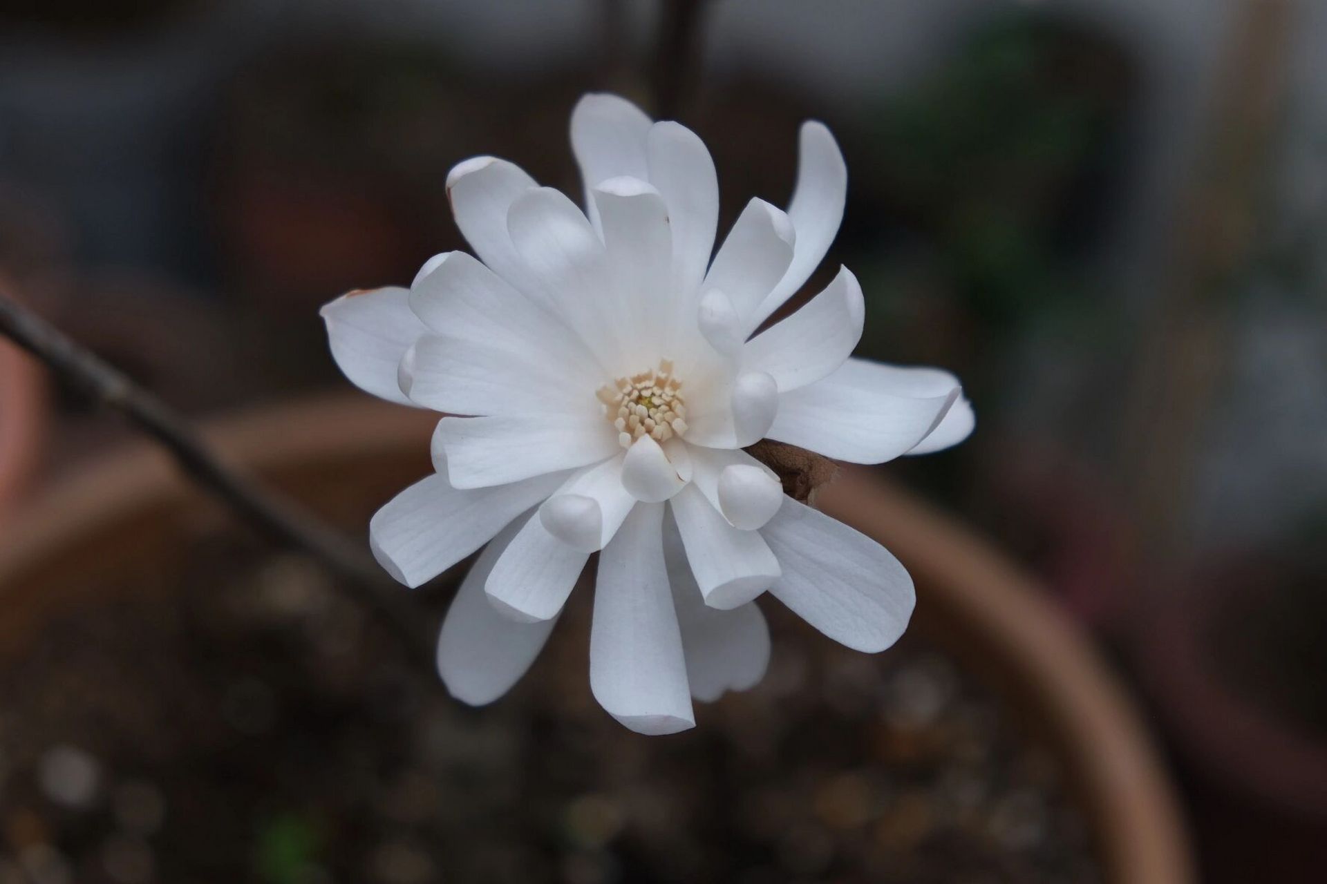 星花玉兰 皇家之星,有香味,好闻,夜间花会合上一些.