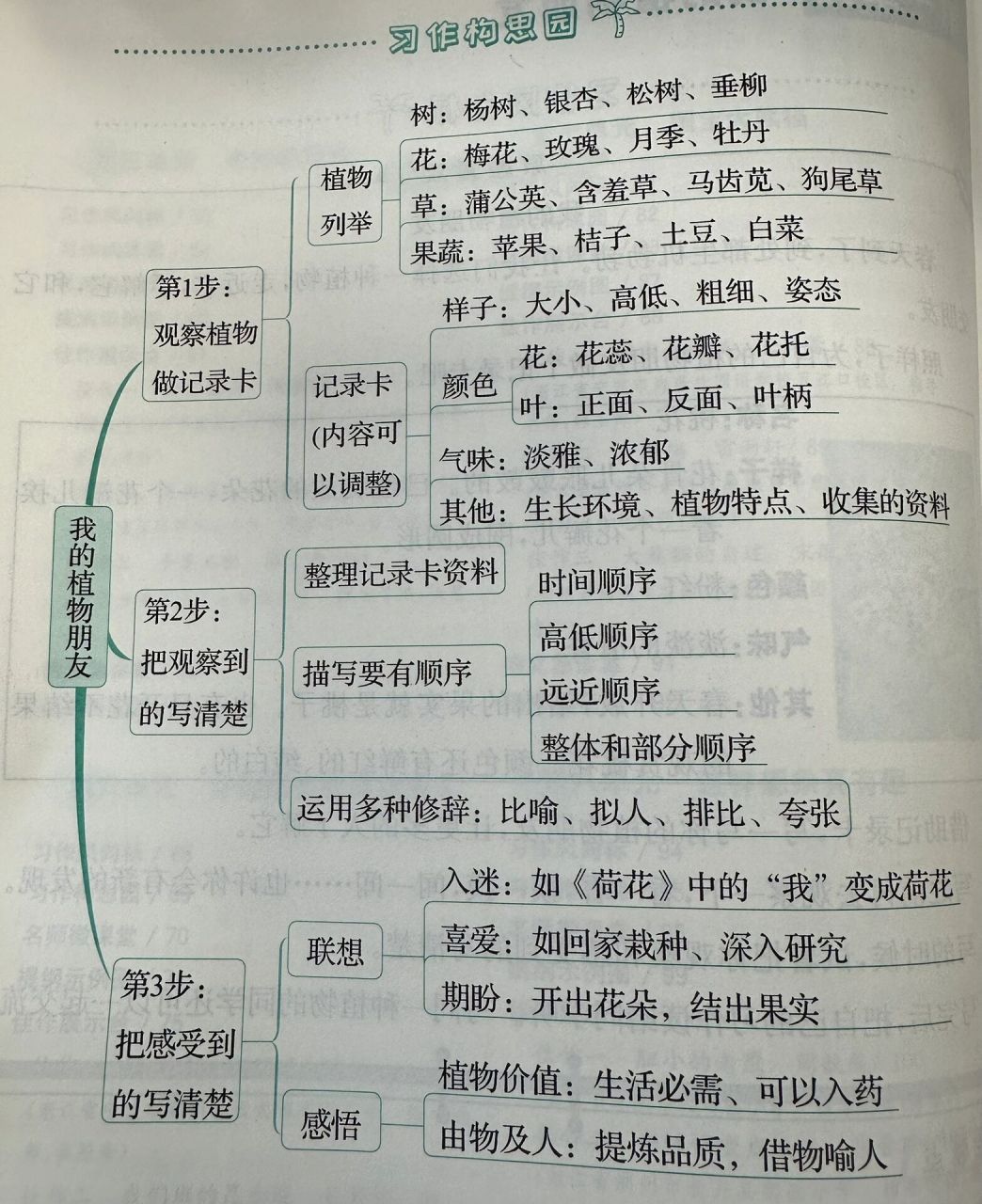三年级习作一:我的植物朋友 写作构思/提纲