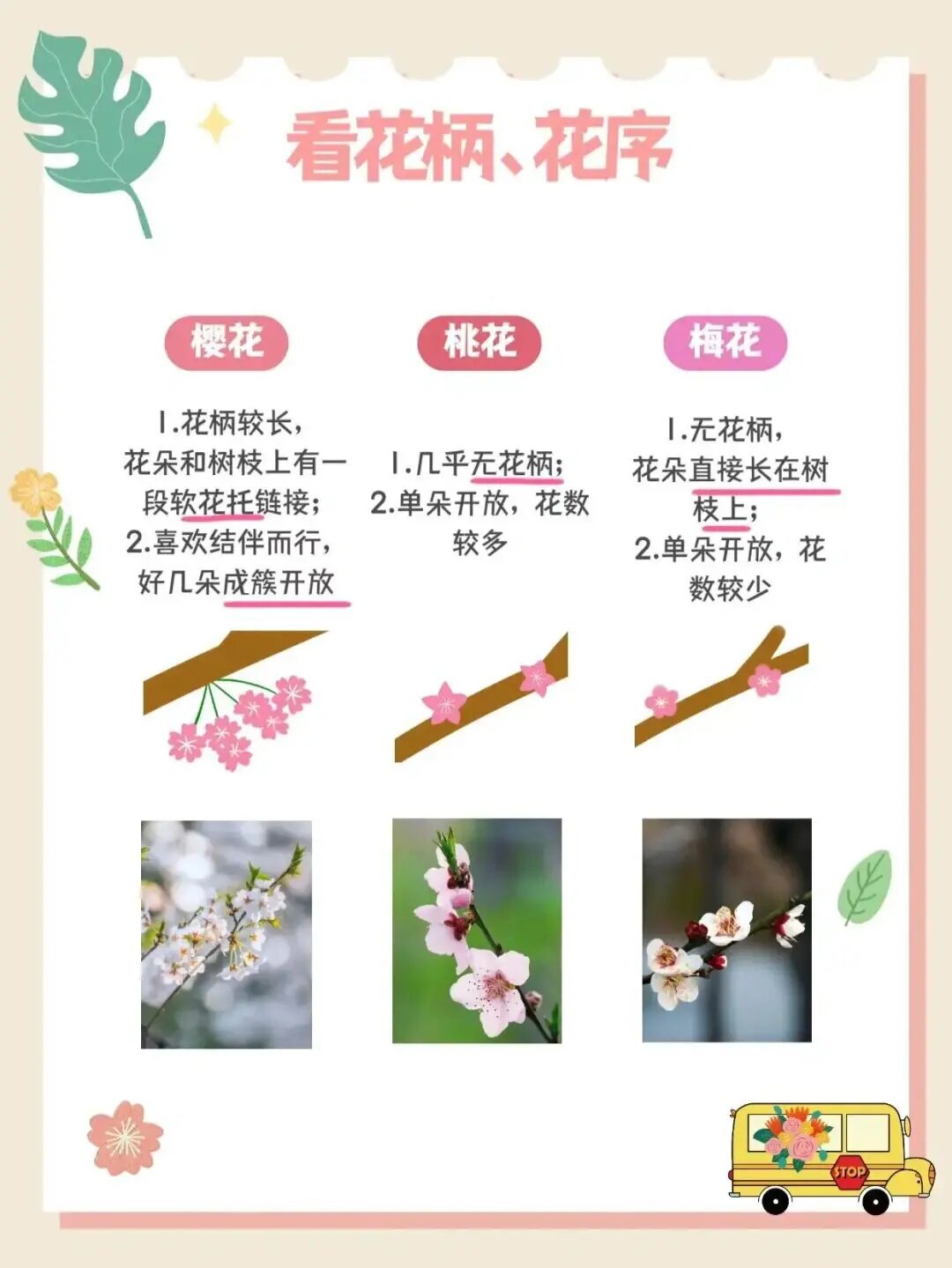 一分钟分辨桃花,樱花,梅花