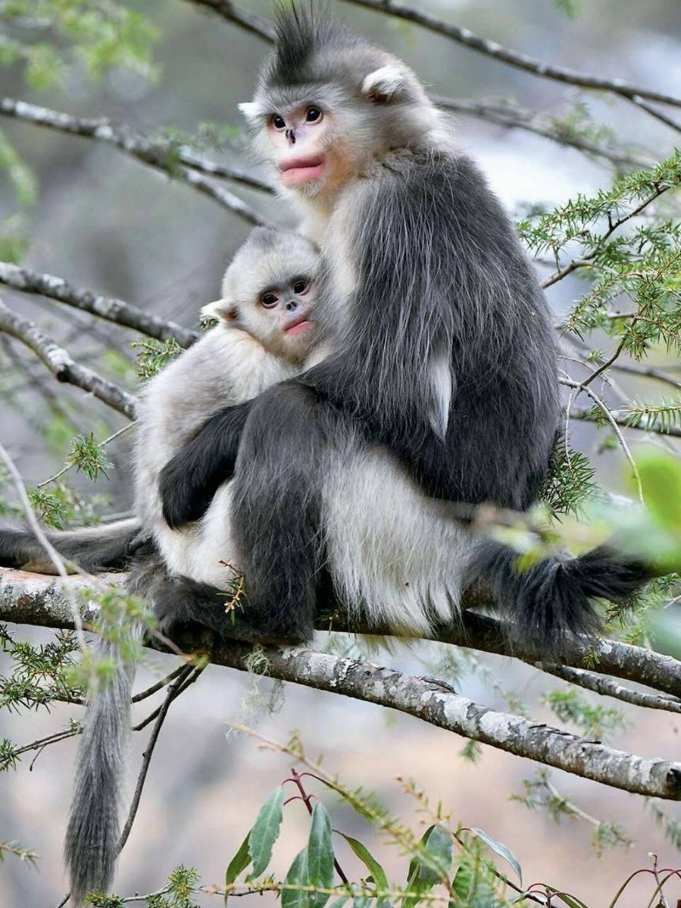 滇金丝猴 中国特有物种,分布在中国川滇藏三省区交界处.08