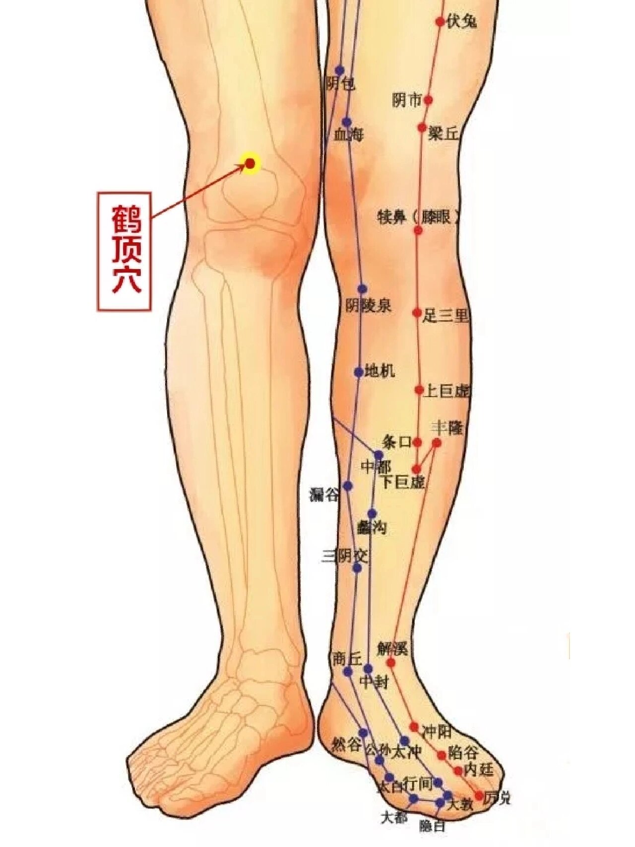 滑膜炎扎针灸的位置图图片