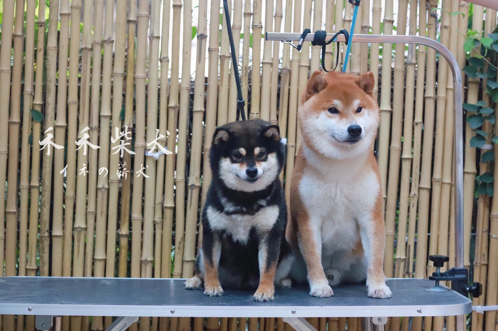 几张图告诉你柴犬和豆柴的区别