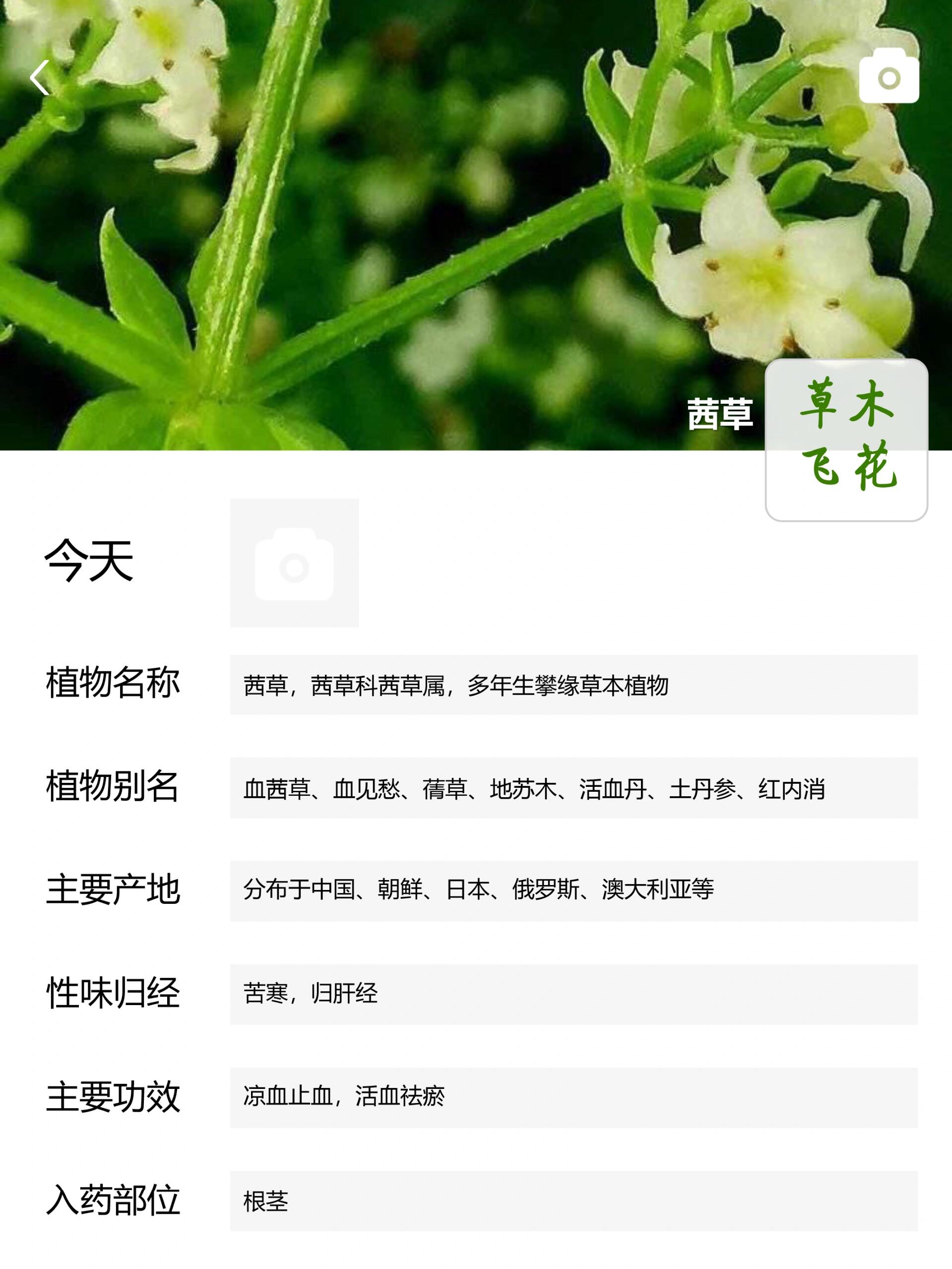 茜草的功效与作用图图片