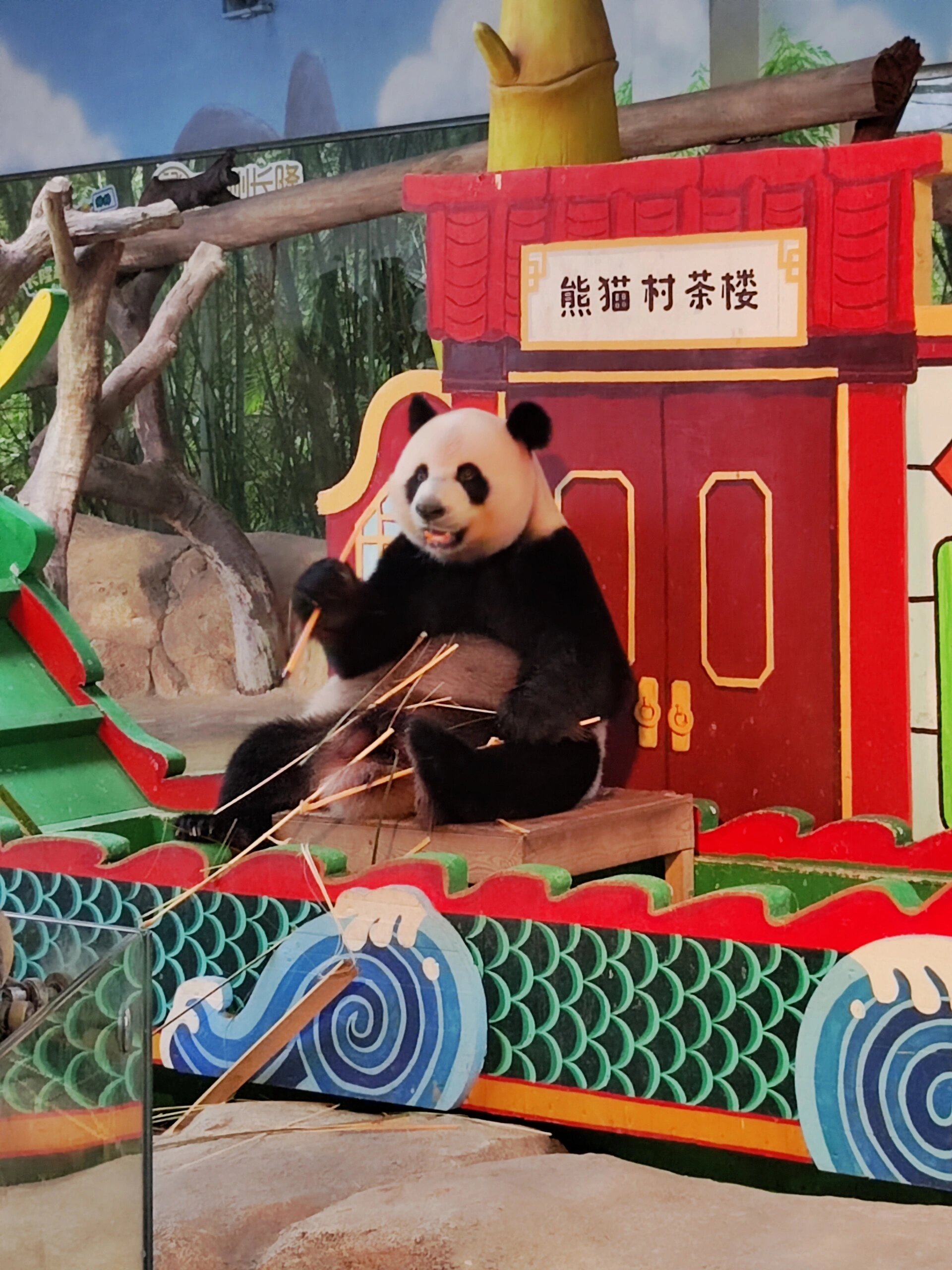 广州动物园的大熊猫