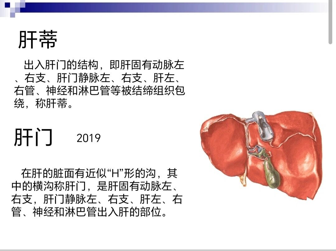 肝索和肝窦图片