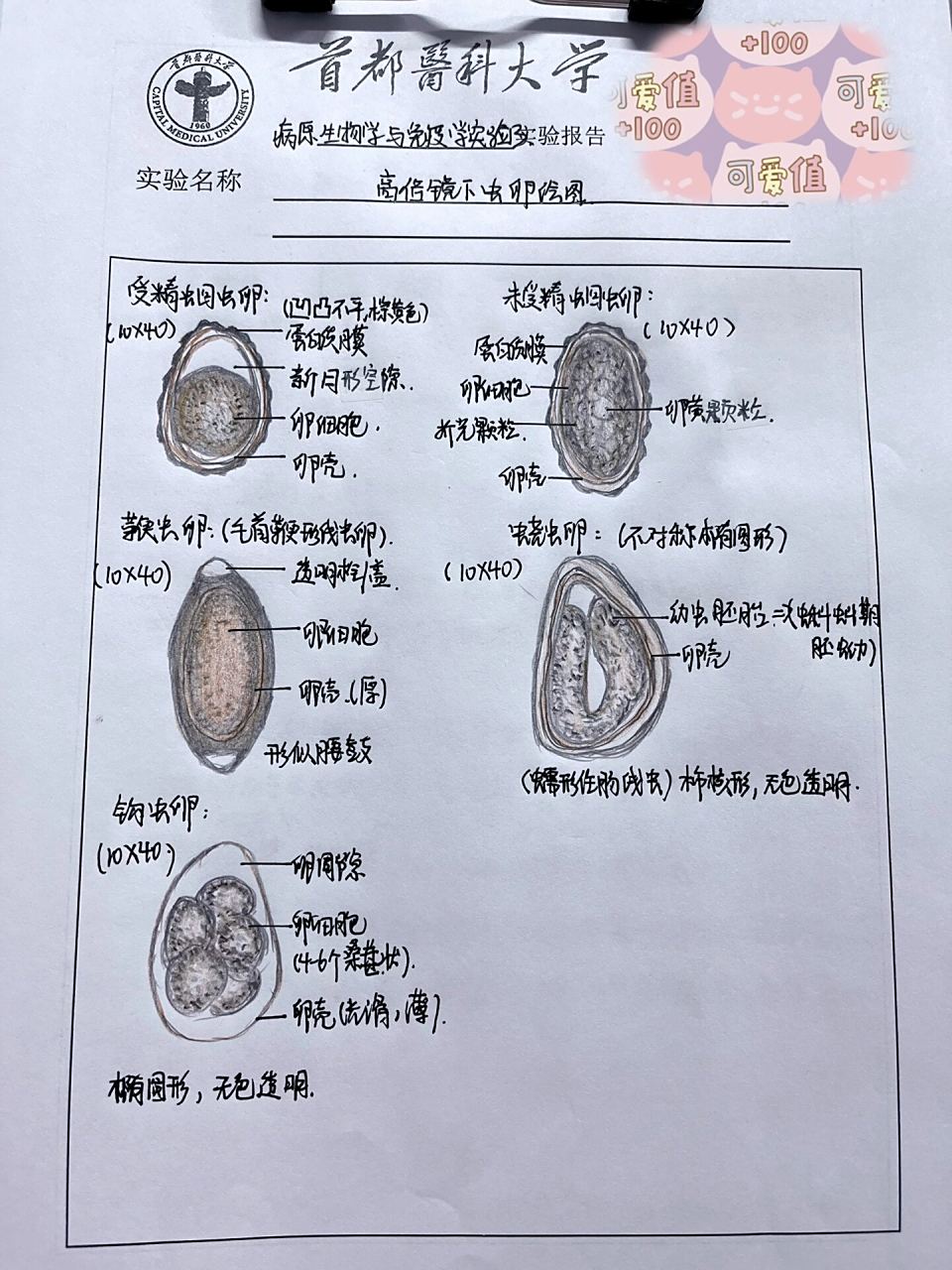 高倍镜下虫卵绘图(附照片 线虫纲:受精蛔虫卵,未受精蛔虫卵,蛲虫卵