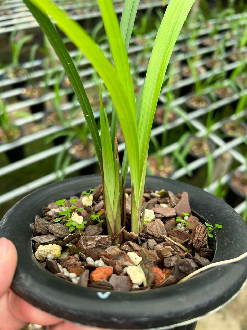 建兰暮山紫 暮山紫,紫花系水仙瓣型.