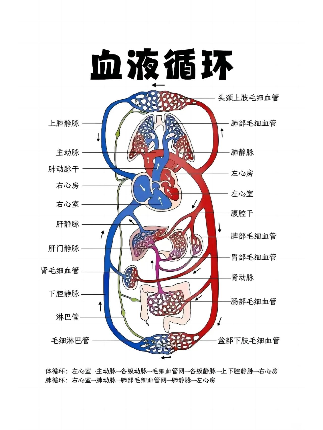 人体内血液流动方向图片