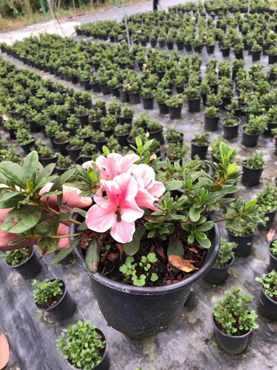 安酷杜鹃也非常适合盆栽观赏,无论是株高尺寸,还是开花习性.