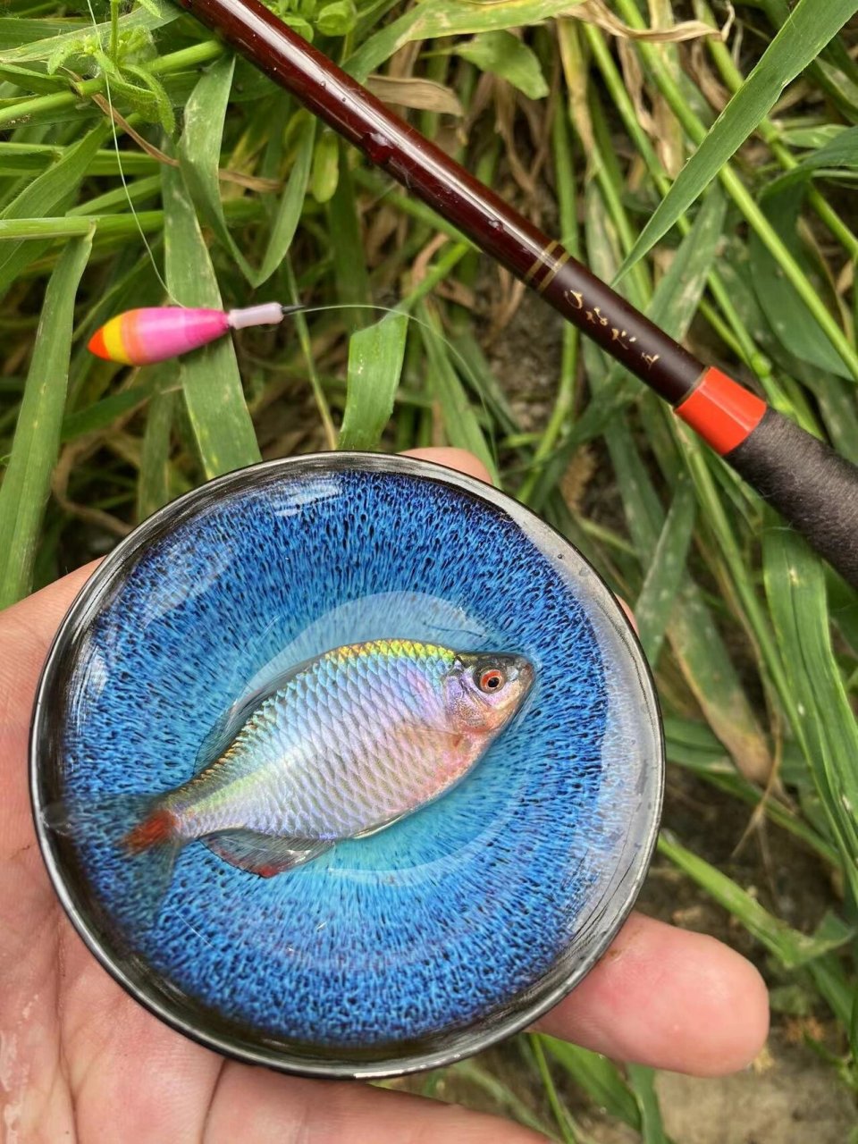 鳑鲏(pangpi) 小物钓群友钓的发色鳑鲏  是鲤形目鲤科鱊亚科(鳑鲏亚科