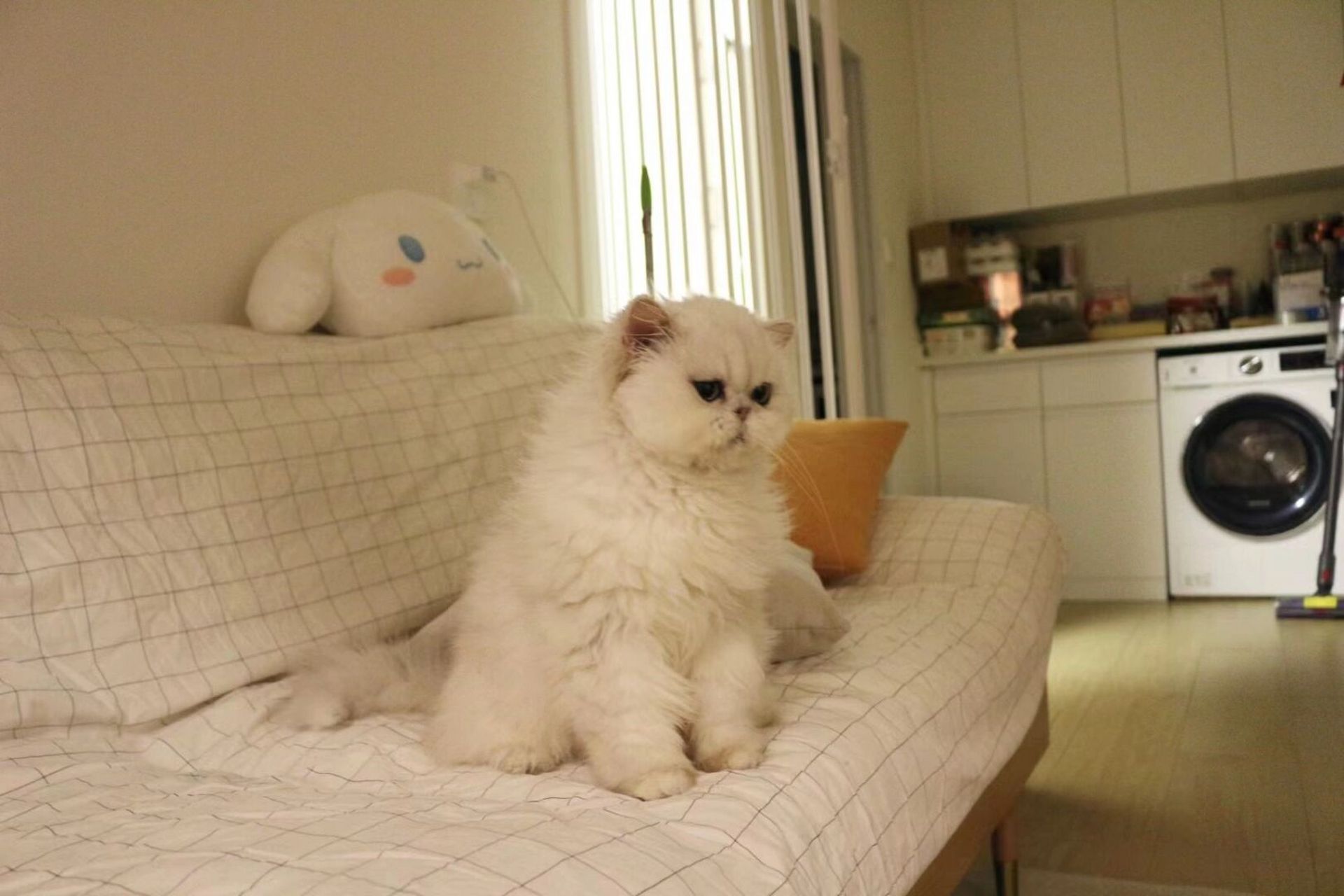 转让银色娃娃脸金吉拉 银色金吉拉dallface #乌鲁木齐# #金渐层猫舍