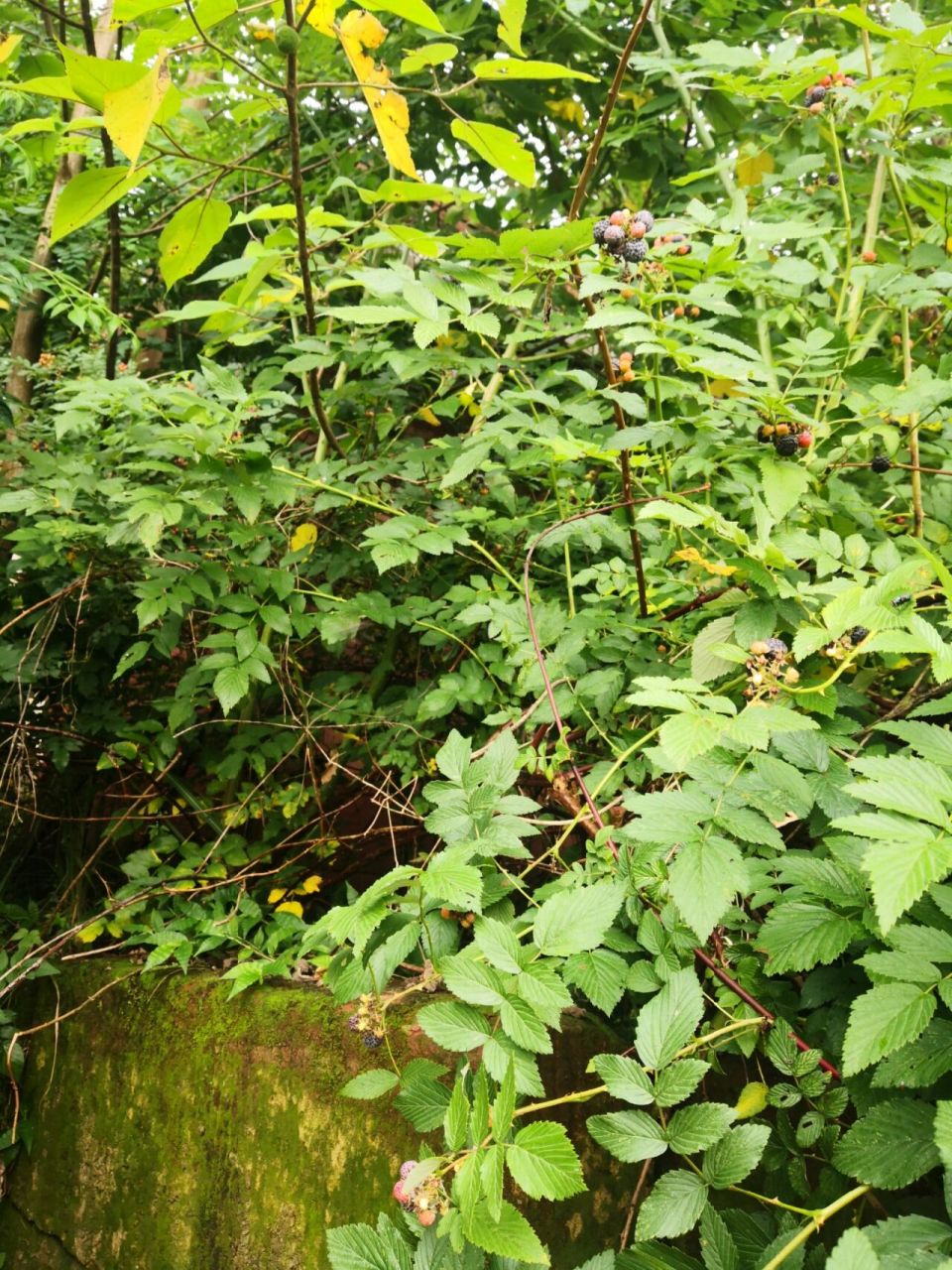 插田泡(乌泡) 学名高丽悬钩子,民间采其根或不定根入药,名倒竹散 民间