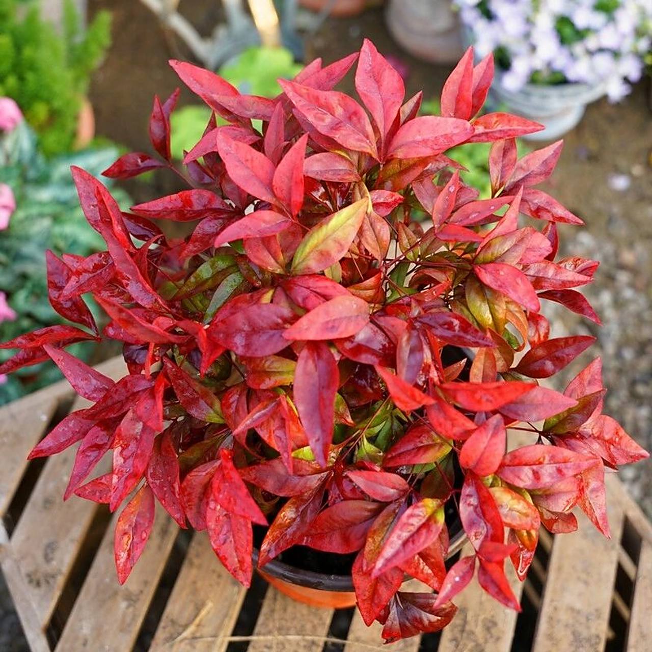 花境植物第58弹——火焰南天竹 火焰南天竹属于常绿乔木无根状茎.