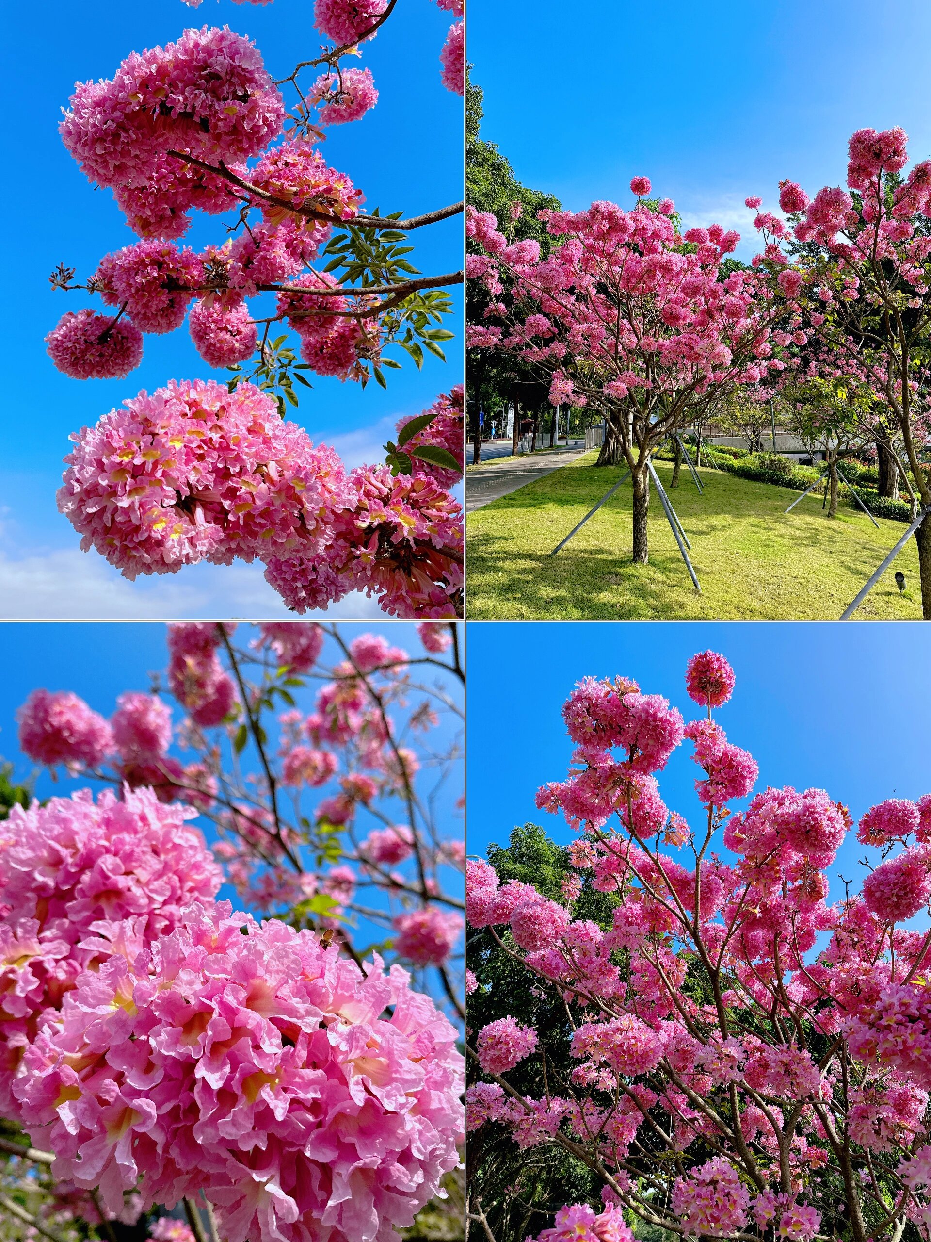 紫花风铃木开了· 邂逅深圳湾「粉色花海」!