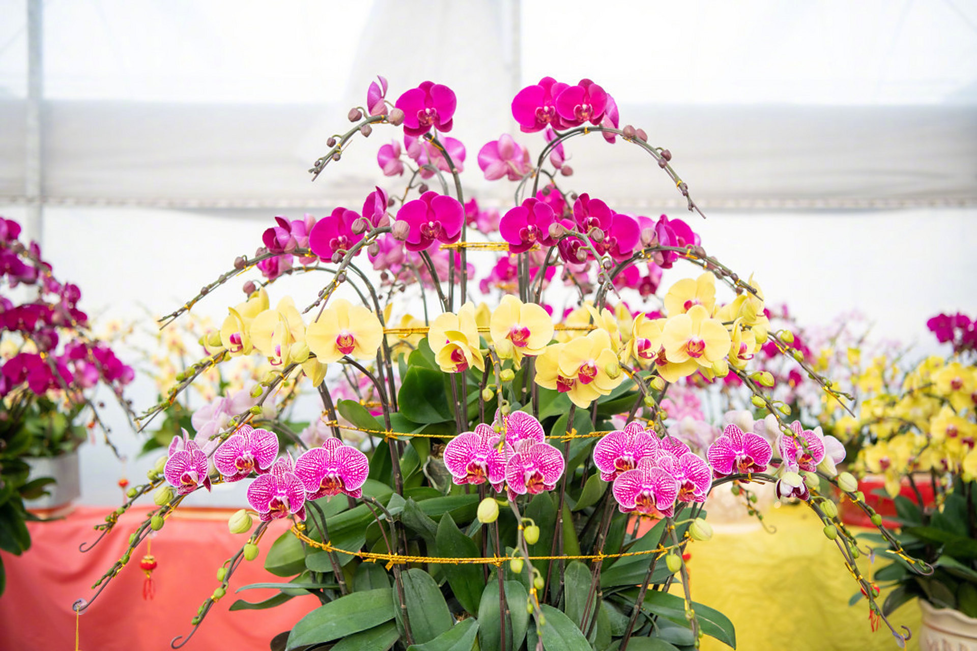 "别看棚内还是一片花海,大部分已名花有主,被预订走了.